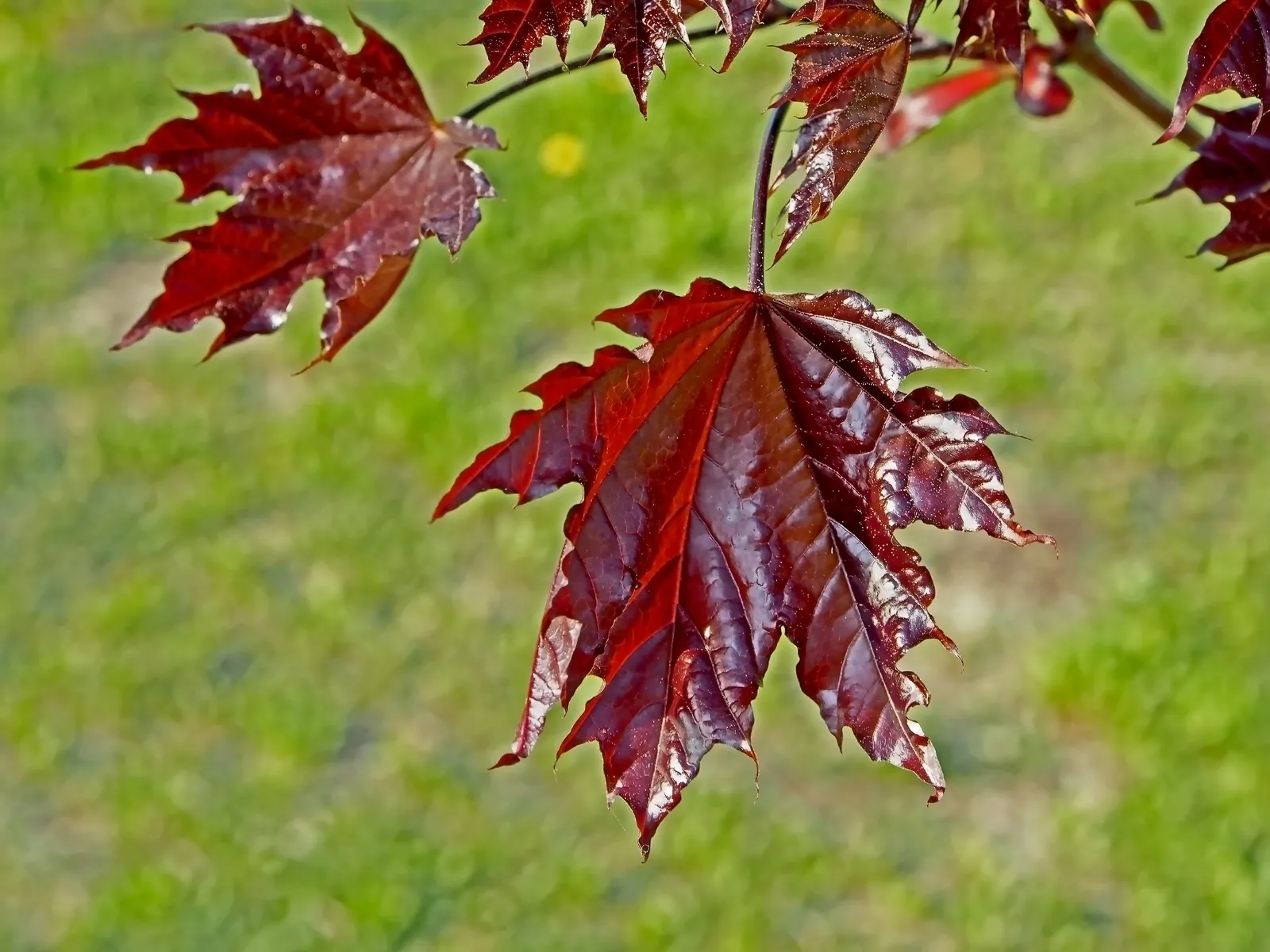 Skogslönn 'Crimson Sentry', Sh 120 - bild 3
