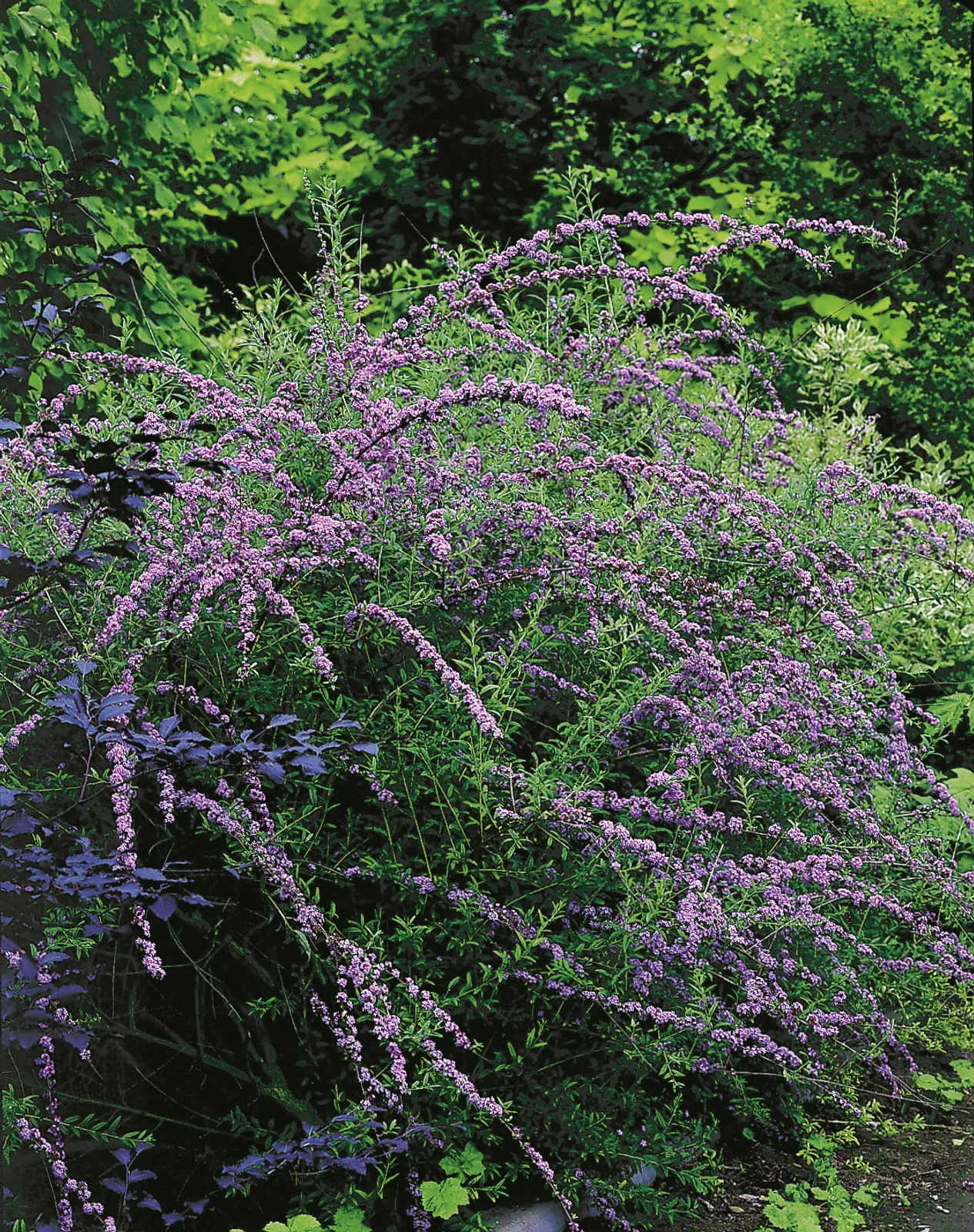 Sommarbuddleja - bild 3