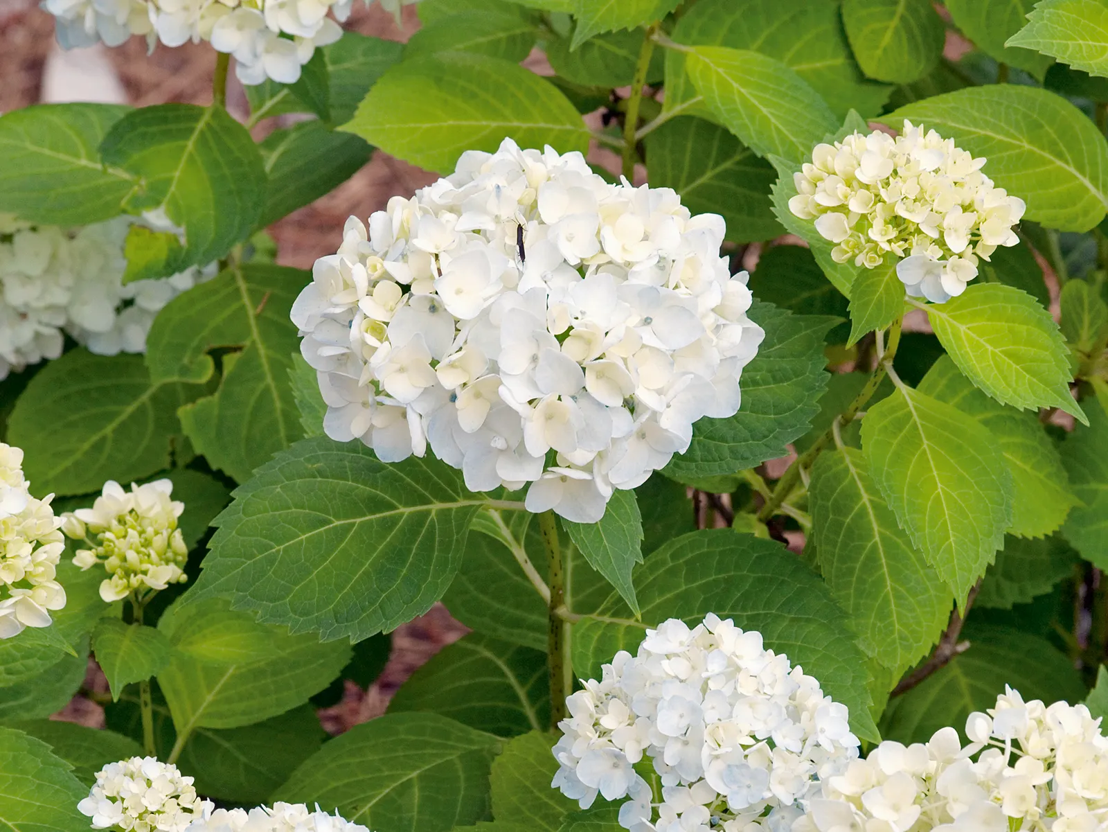 Hortensia THE BRIDE ('Blushing Bride'PBR) - bild 1