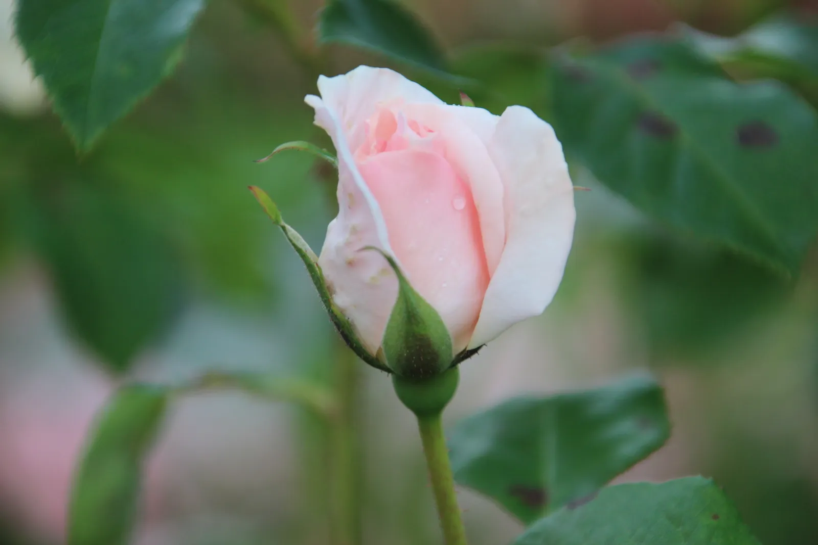 Tehybridros A WHITER SHADE OF PALE ('Peafanfare'PBR) - bild 4