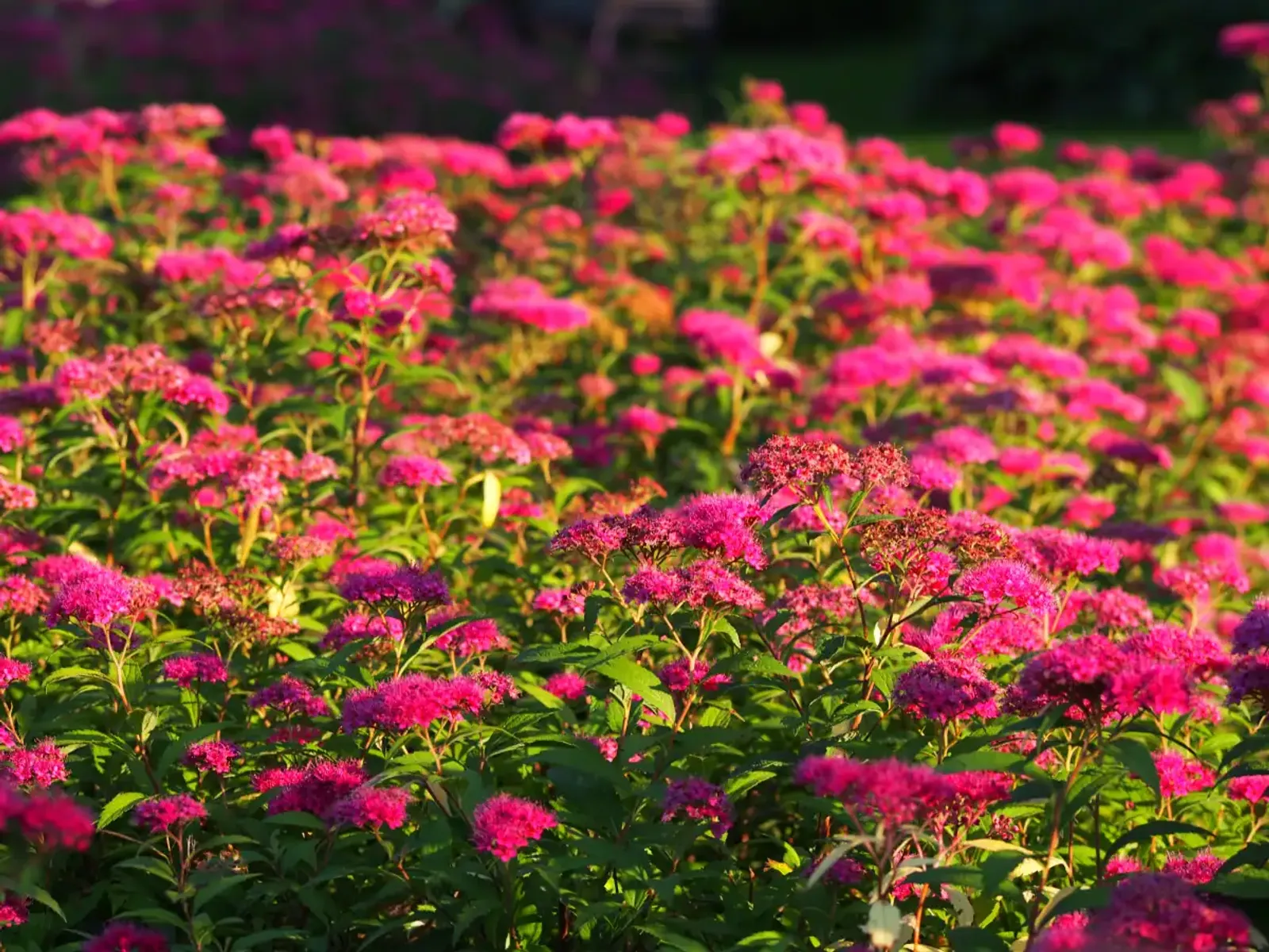 Rosenspirea, 15-30 cm — detalj 3