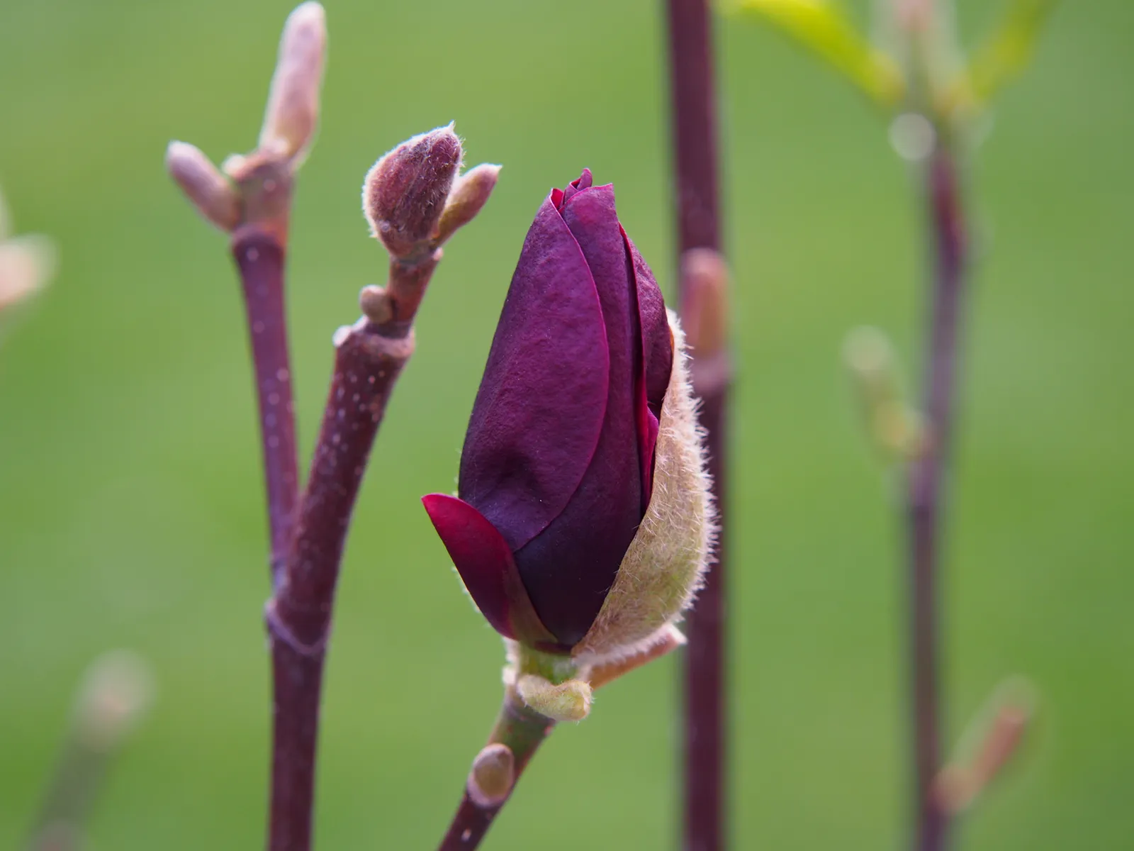 Rosenmagnolia 'Genie'PBR - bild 4