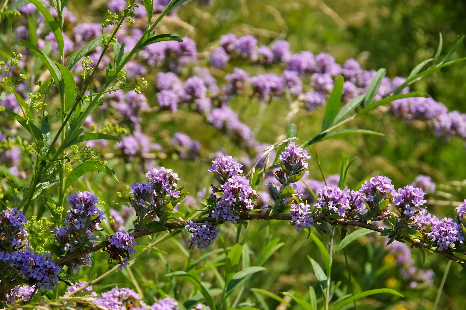 Sommarbuddleja - bild 6