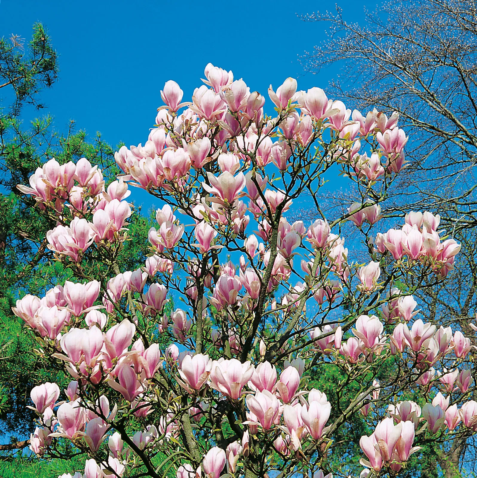 Praktmagnolia - bild 1