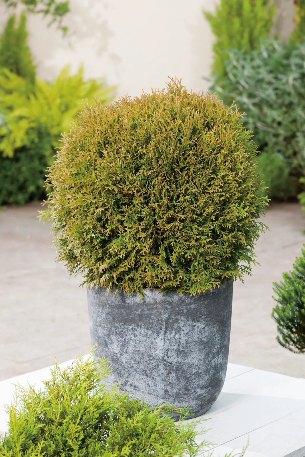 Tuja 'Danica', 20-25 cm - bild 2