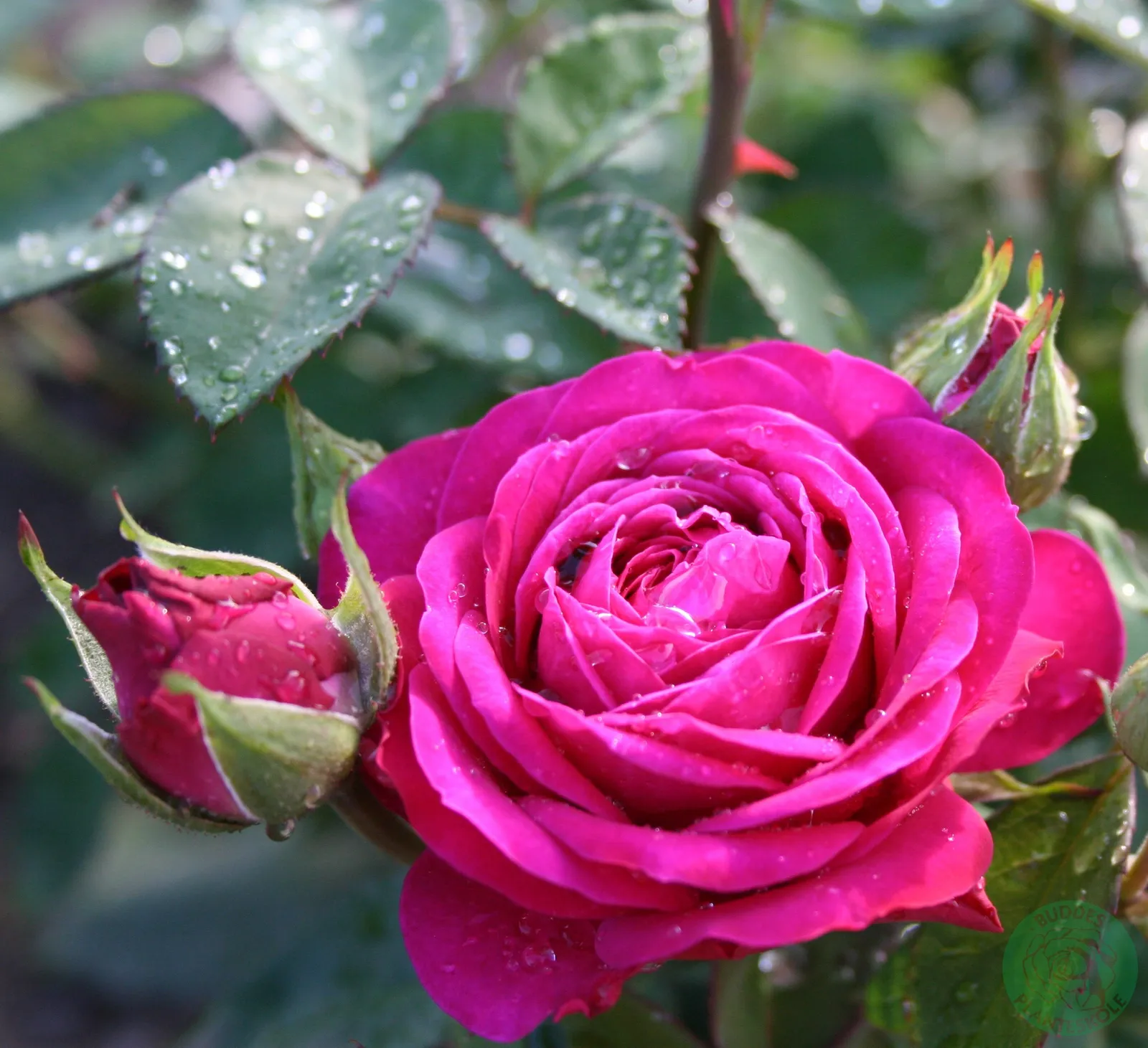 Floribundaros HEIDI KLUM ROSE ('Tan00681'PBR) - bild 1