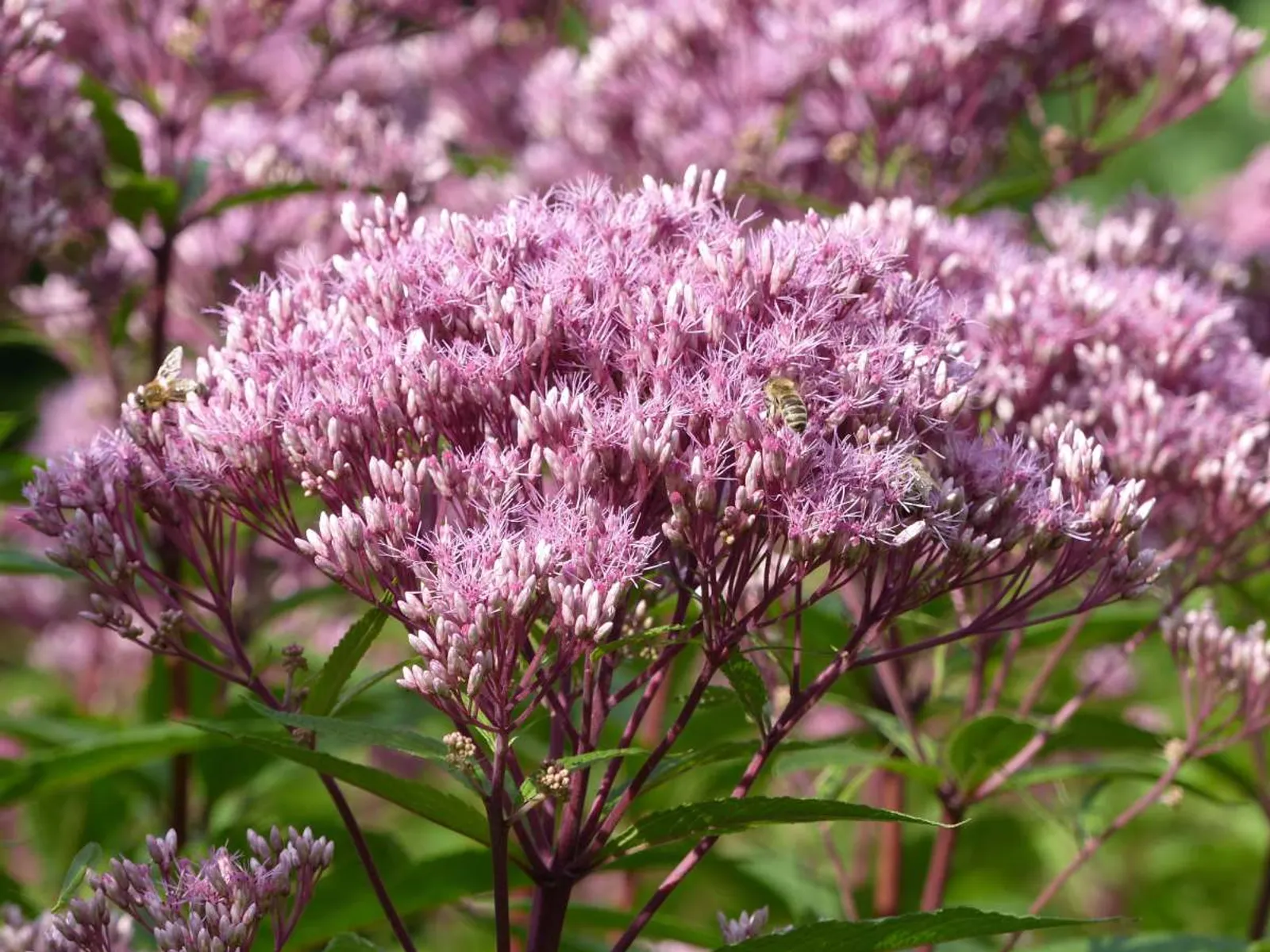 Fläckflockel 'Purple Bush' med mörkrosa blommor, rosenflockel som lockar fjärilar till trädgården.