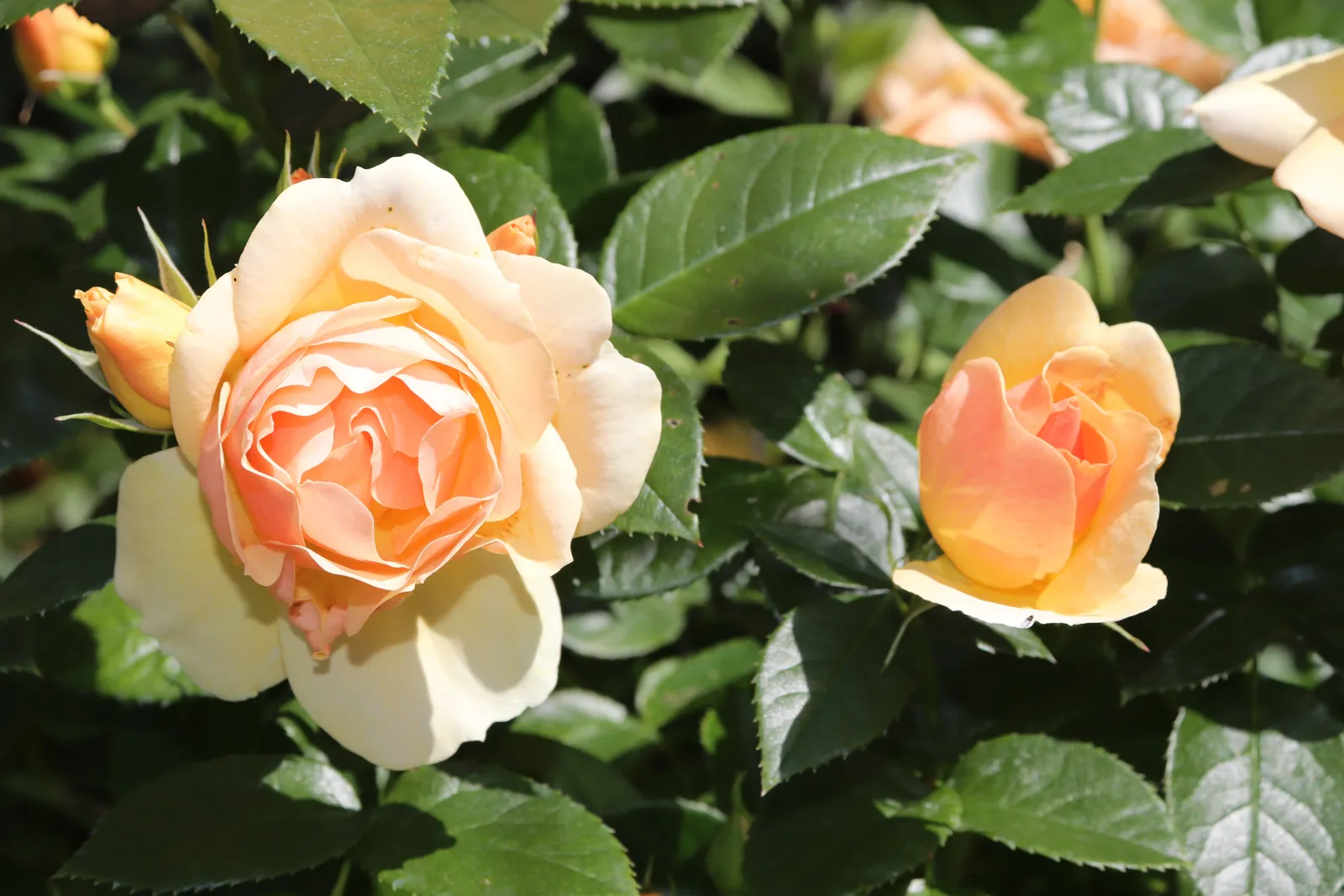 Floribundaros HANSESTADT ROSTOCK® ('Tan04603'PBR) - bild 5