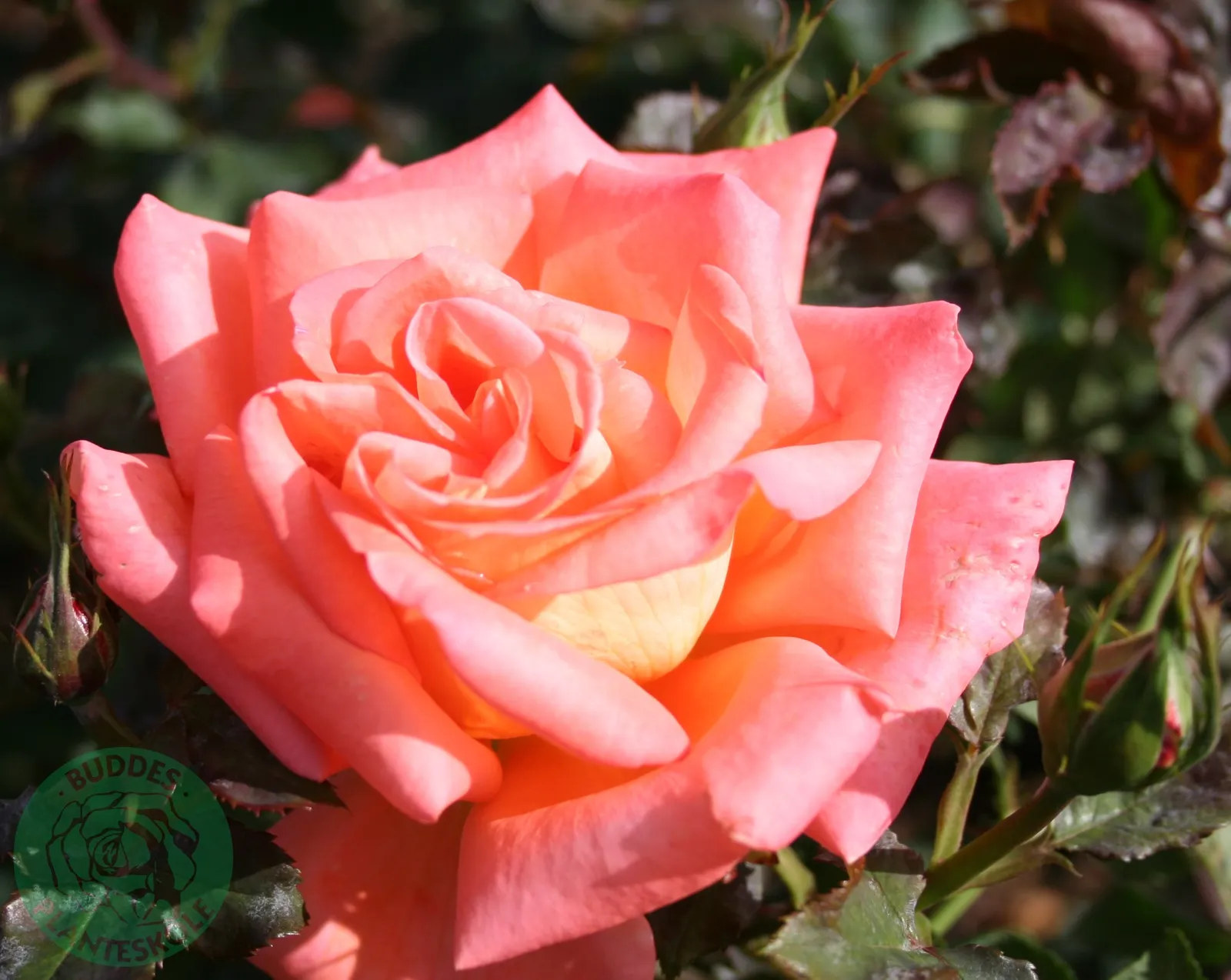 Tehybridros VICTOR BORGE ('Poulvue') - bild 1