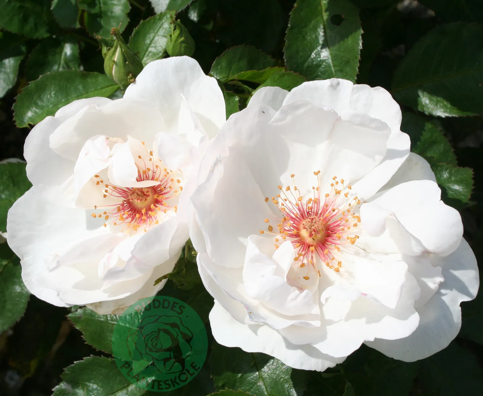 Modern buskros JACQUELINE DU PRÉ ('Harwanna') - bild 2