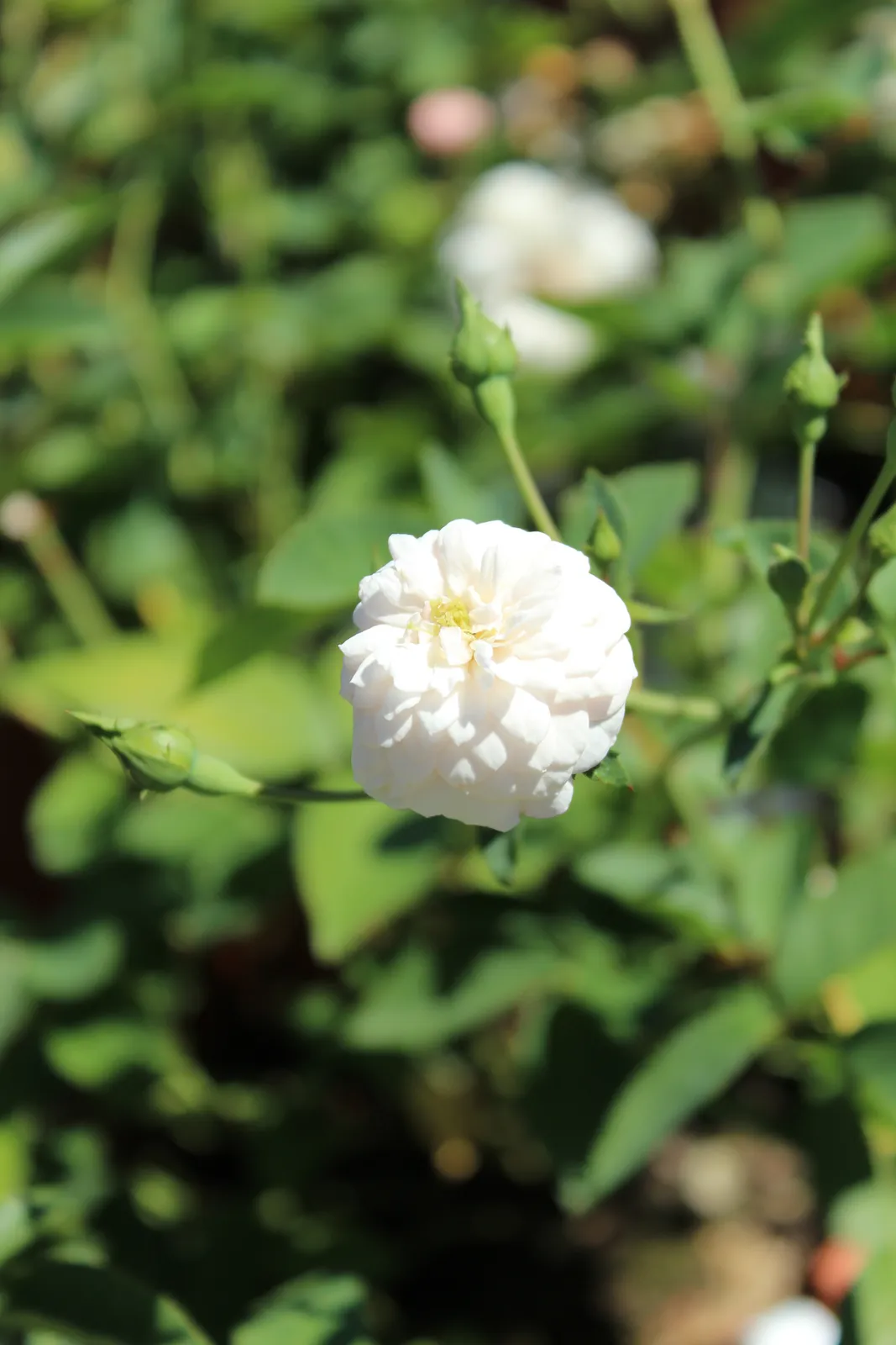 Sempervirens-ros 'Little White Pet - bild 4