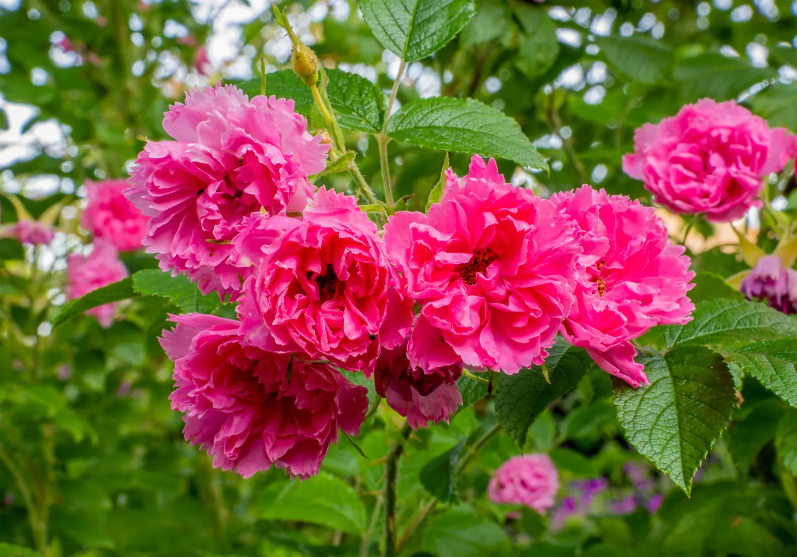 Rugosa-ros 'Pink Grootendorst' - bild 2
