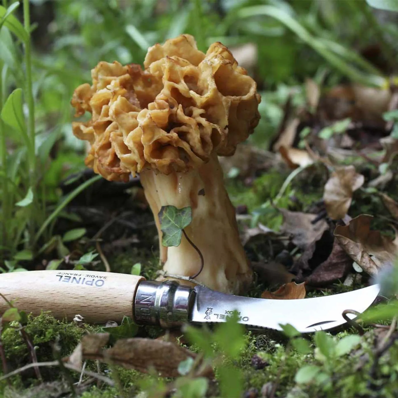 Opinel N08 svampkniv med trähandtag bredvid livlig gul kantarellsvamp i frodig grön skogsmiljö