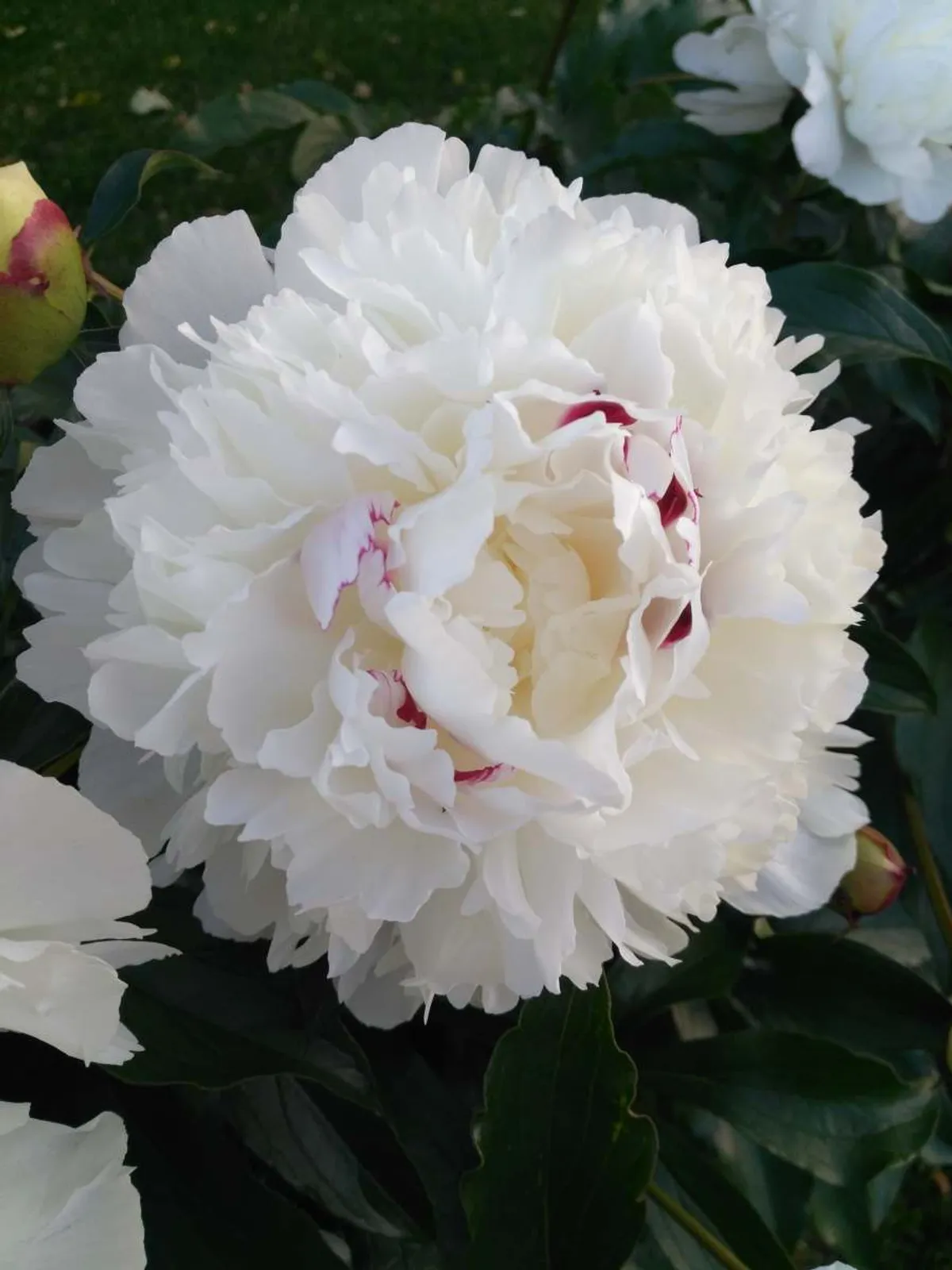Luktpion 'Festiva Maxima' med vita blommor och röda inslag, frodig perenn med gröna blad, perfekt för trädgården.