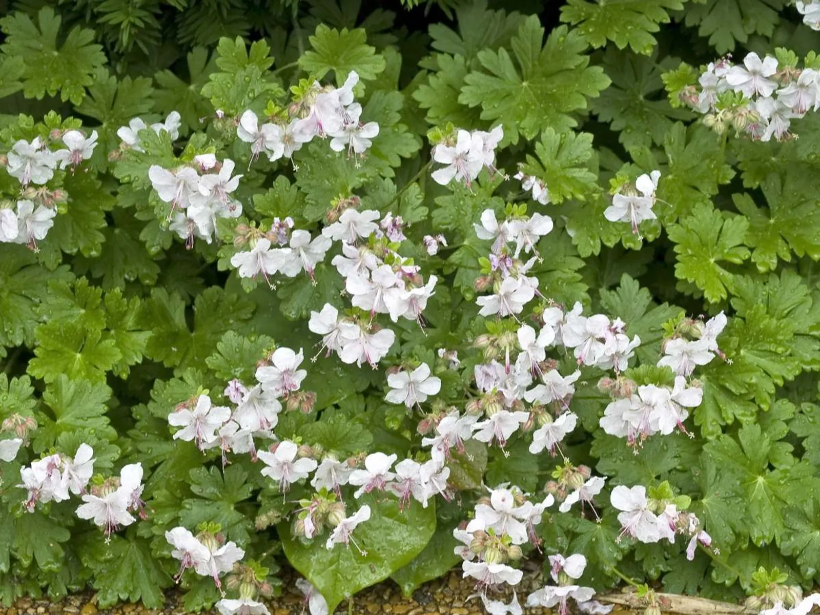 Liten Flocknäva 'Biokovo' med ljusrosa blommor, doftande marktäckare för torra lägen.