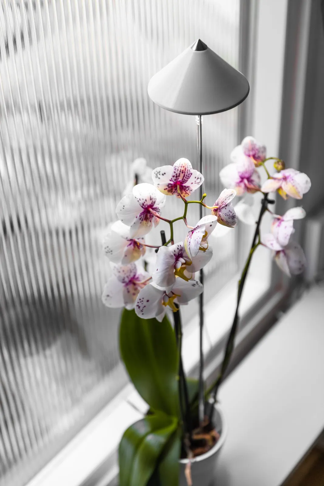 Växtlampa Venso Sunlite Orchid Vit 10W — närbild