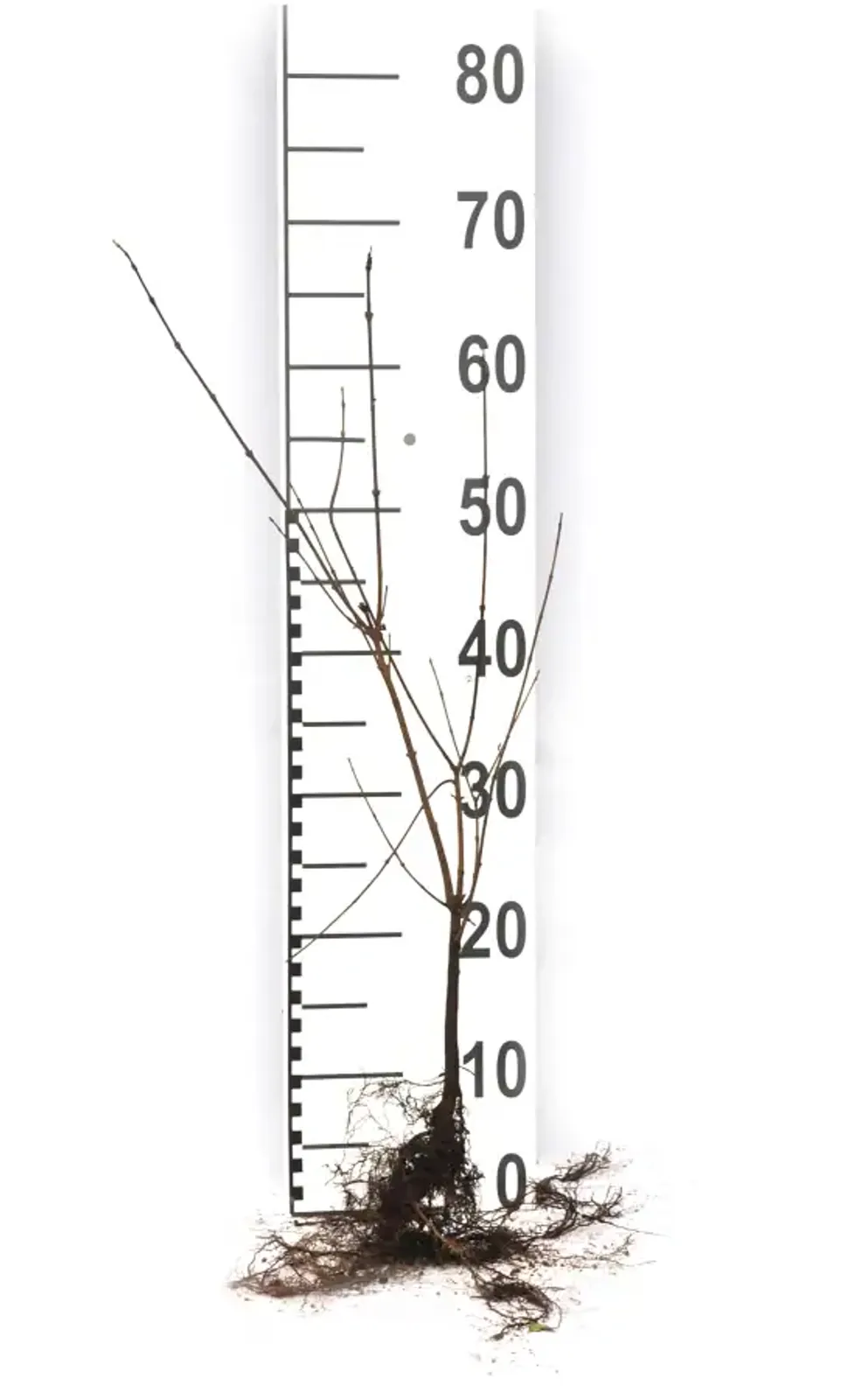 Naverlönn, 50-80 cm — detalj 5