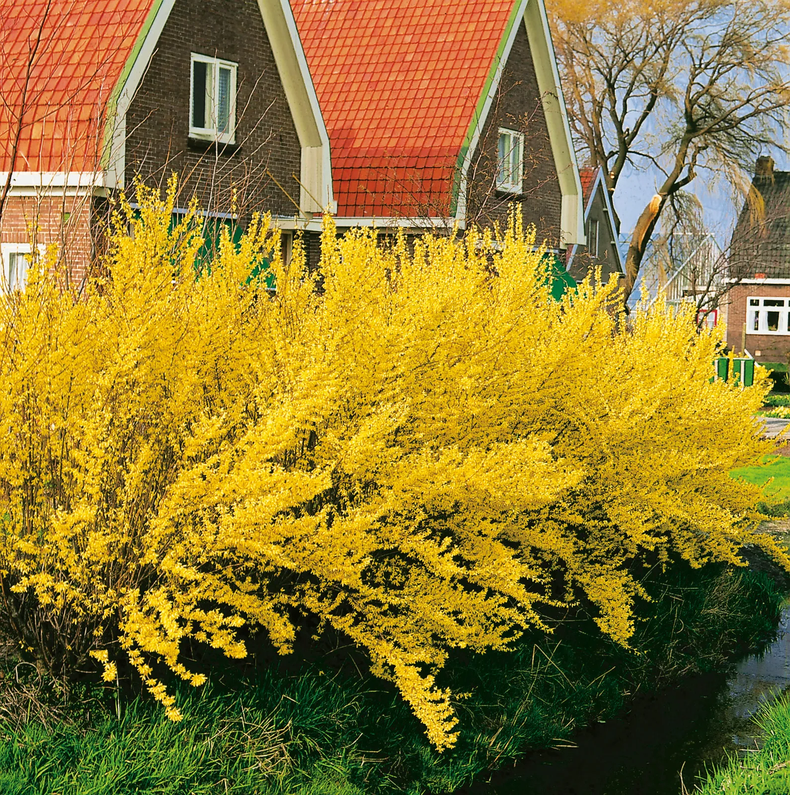 Hybridforsythia 'Lynwood' - bild 1