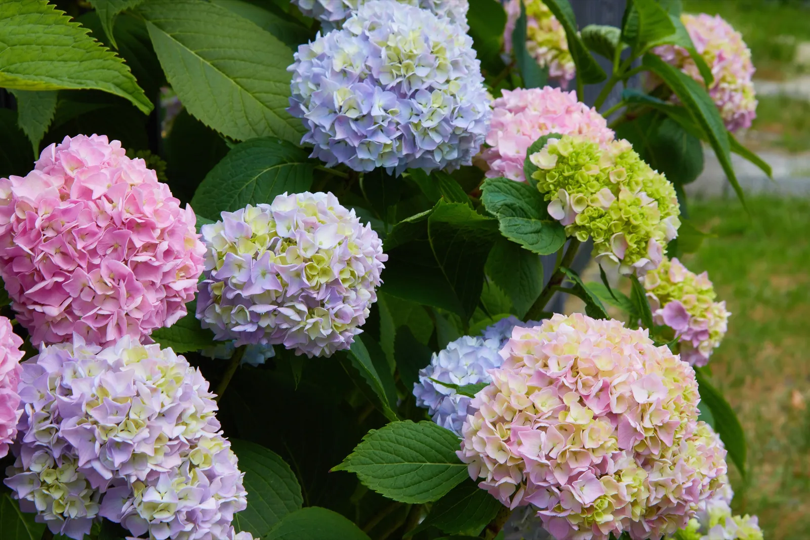 Hortensia THE ORIGINAL ('Bailmer') - bild 2
