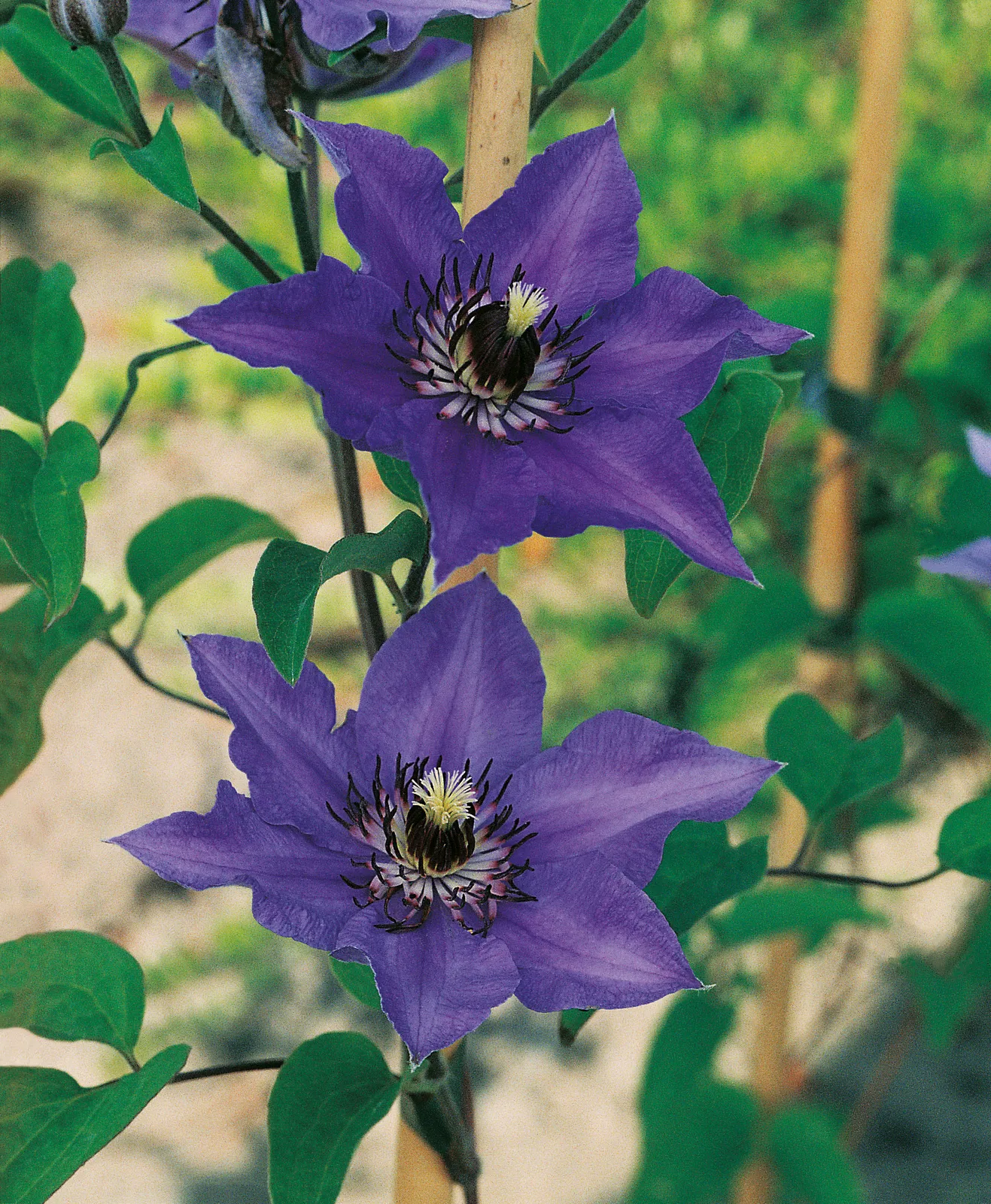 Klematis (Tidiga Storblommiga Gruppen) 'Königskind' - bild 1