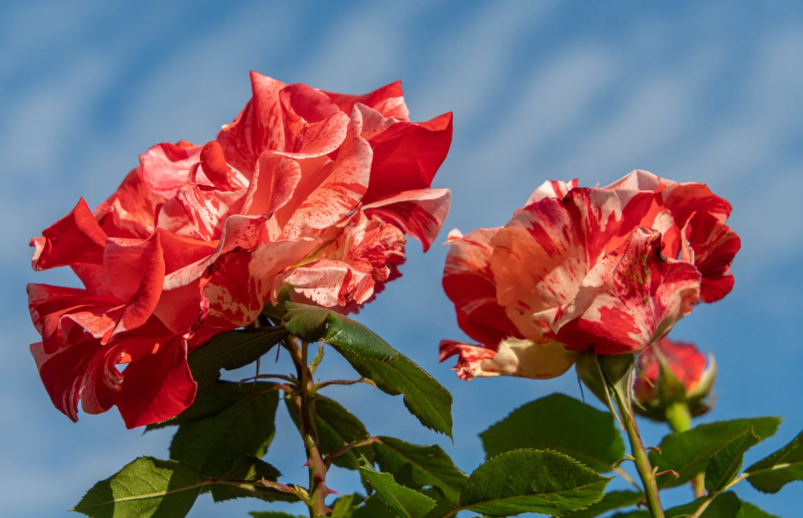 Floribundaros HANKY PANKY® ('Wektorcent') - bild 3