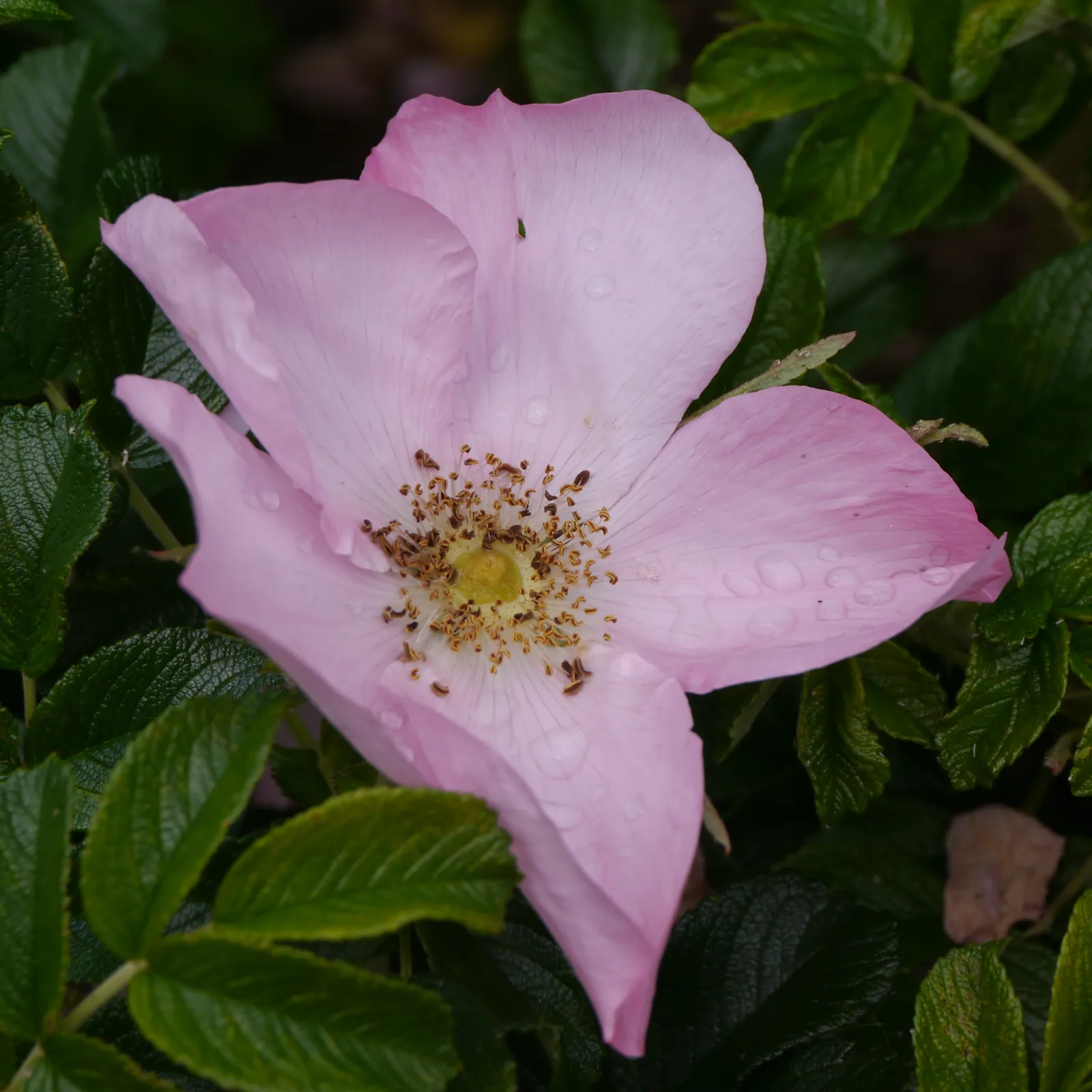 Rugosa-ros 'Fru Dagmar Hastrup' - bild 4