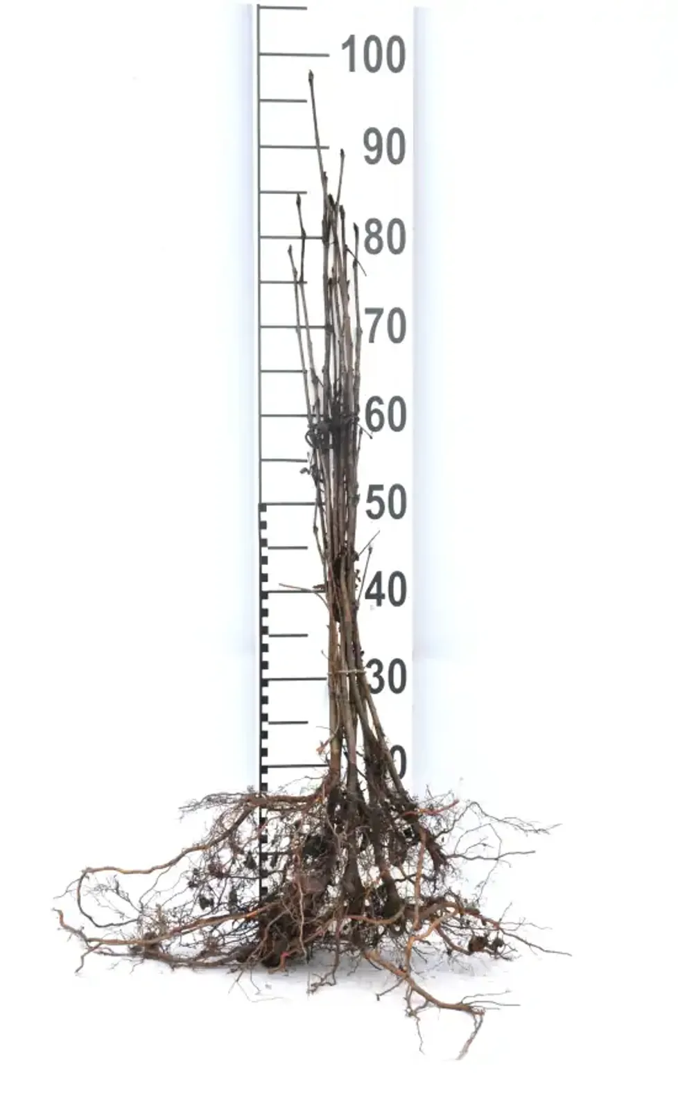 Rönn, 40-60 cm — detalj 5