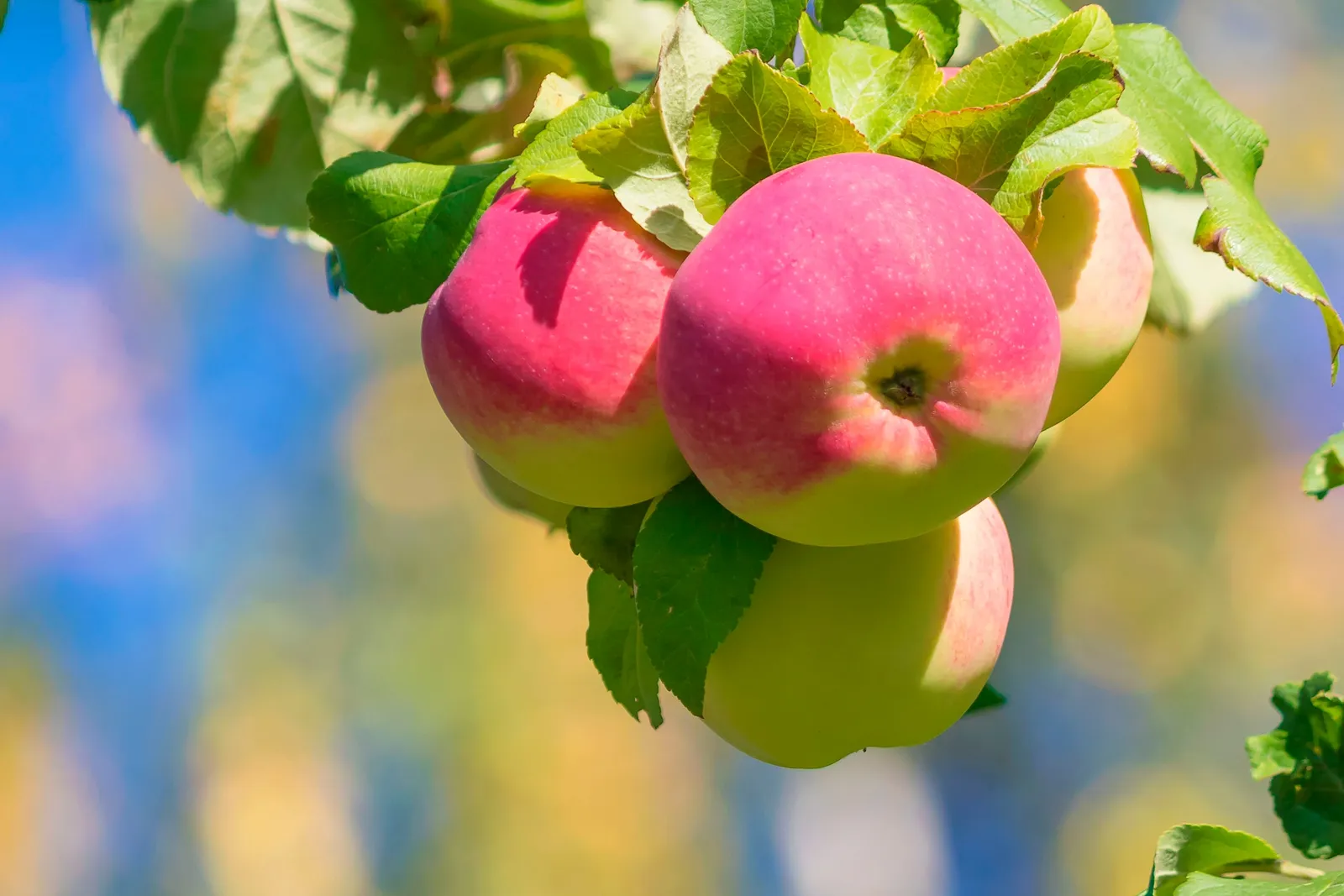 Äpple 'Mantet', inkl. uppbindnings kit - bild 4