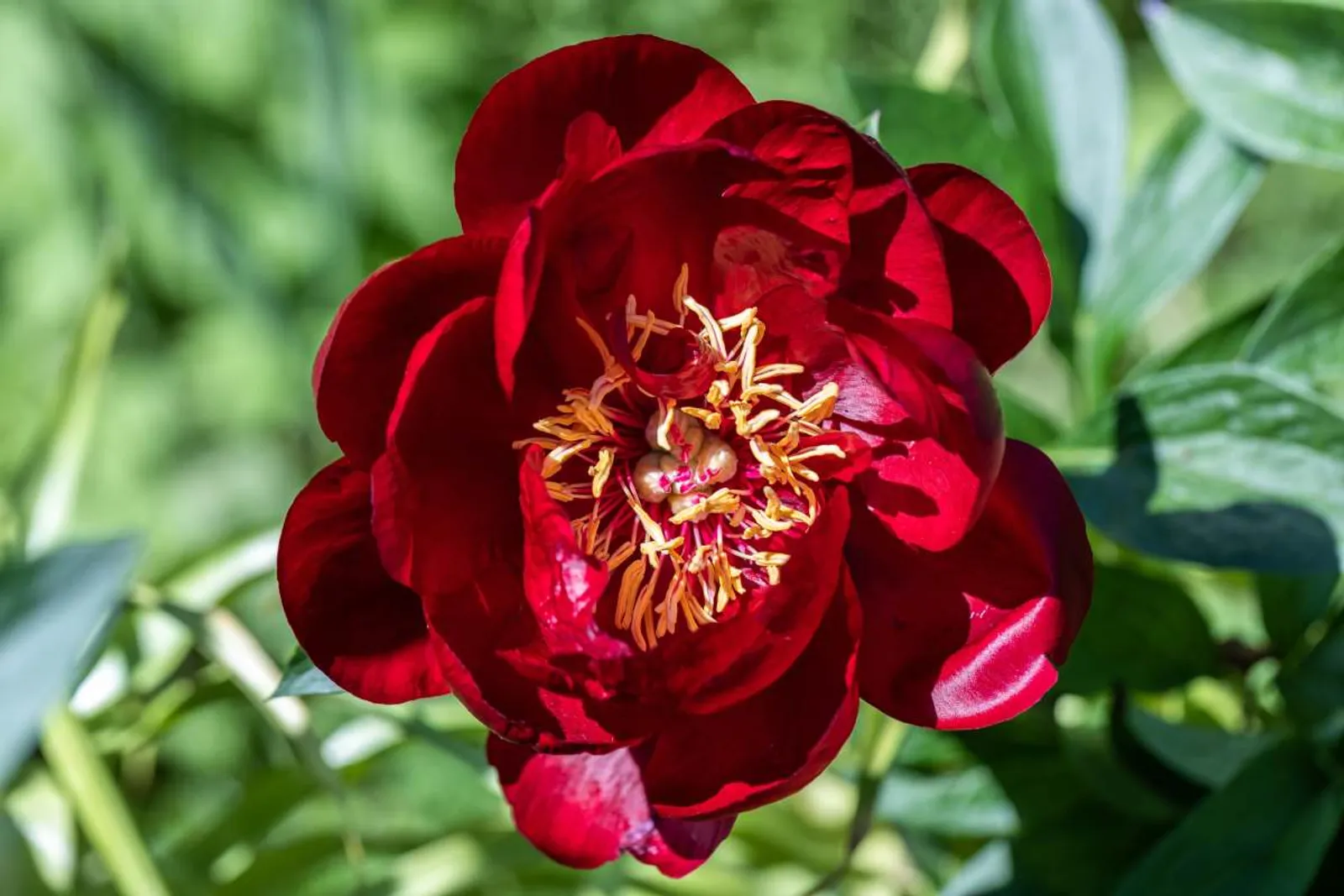 Luktpion 'Buckeye Belle' med mörkröda blommor och gyllene ståndare, perfekt för trädgården och doftande landskap.