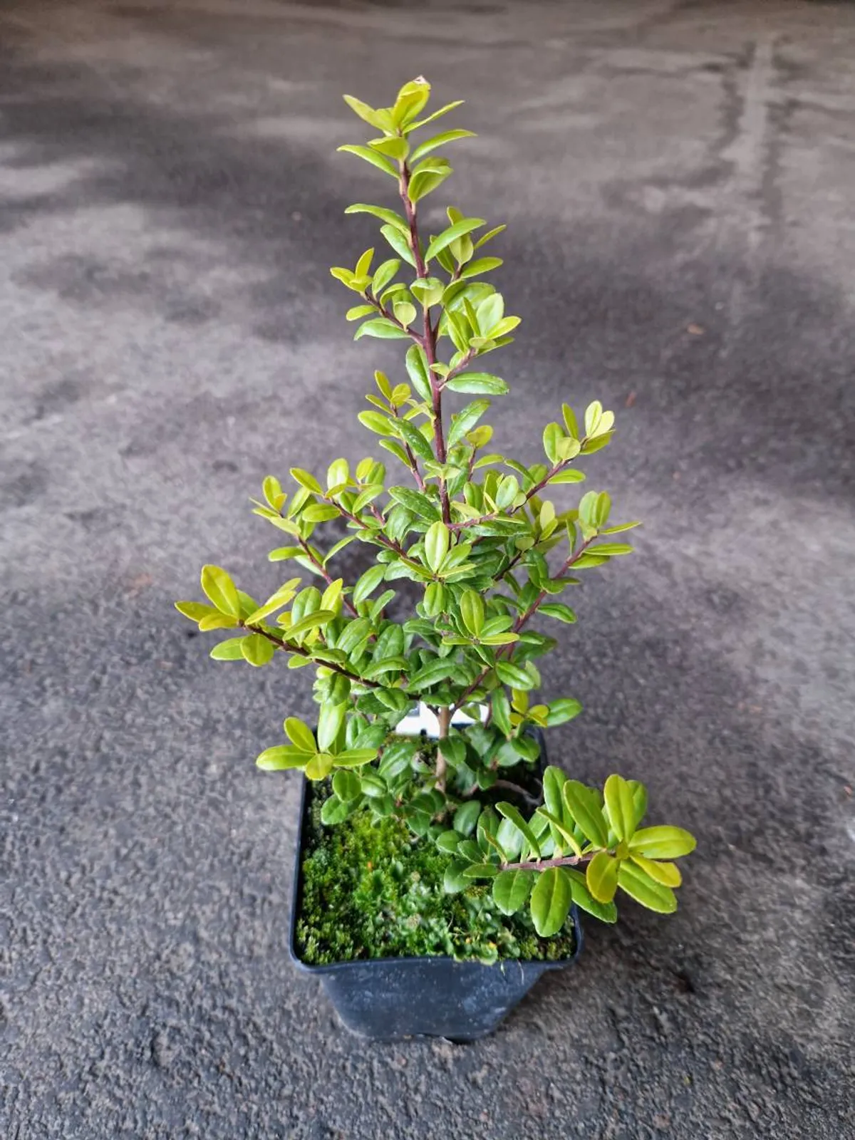 Japansk järnek 'Caroline Upright', 15-25 cm — detalj 5