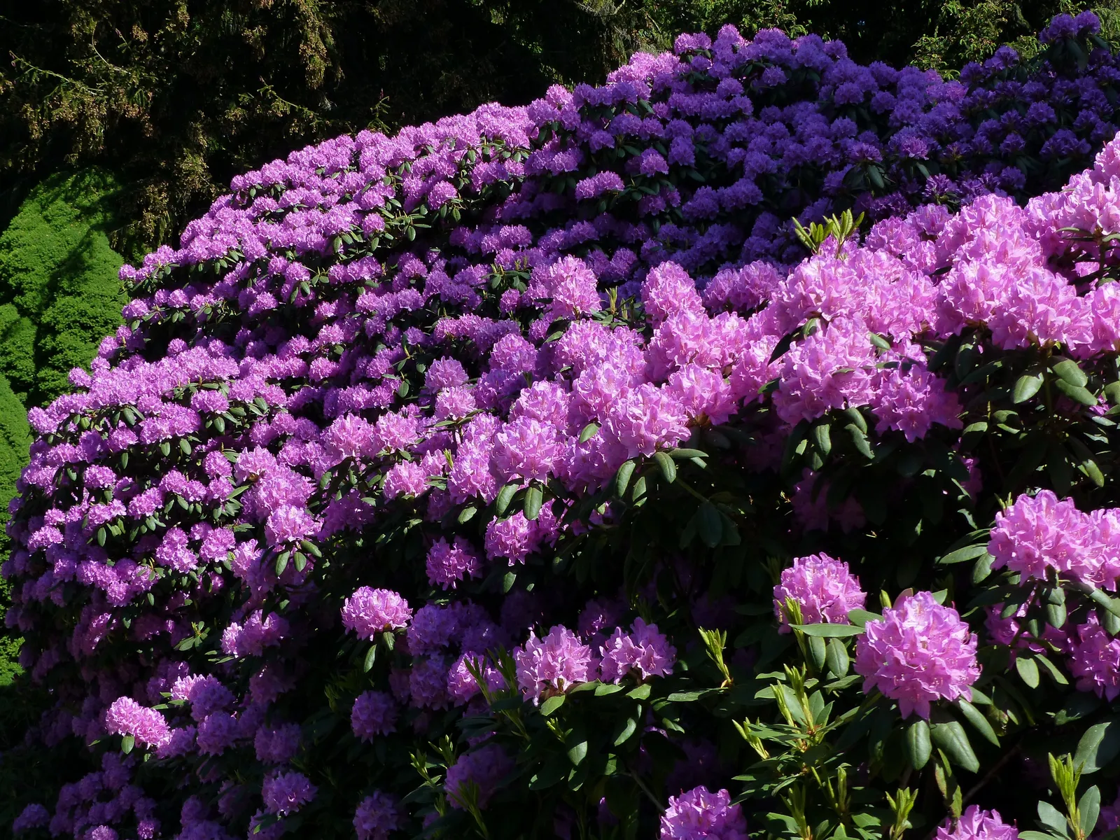 Parkrododendron 'Catawbiense Grandiflorum', 30-40 cm - bild 2
