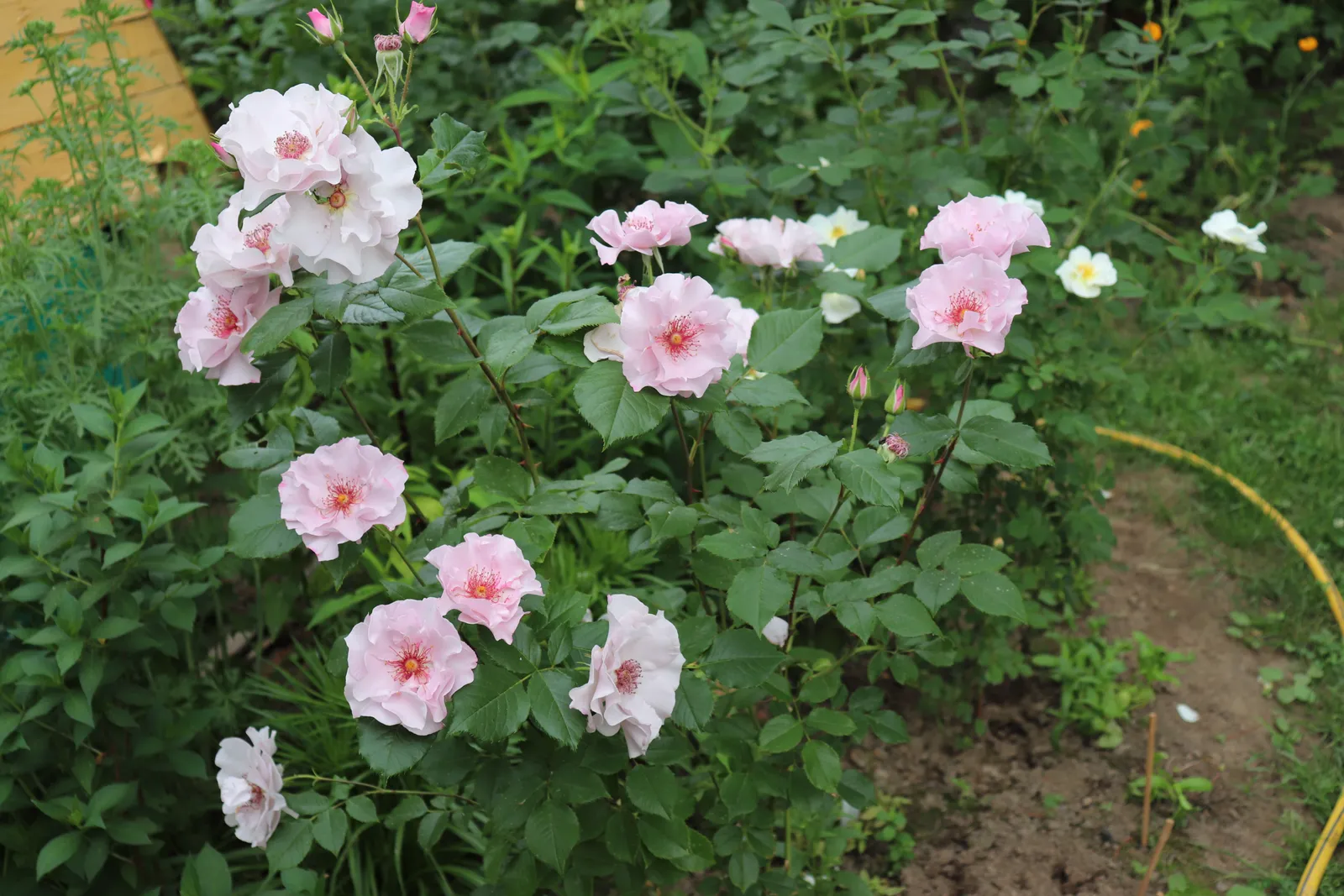 Floribundaros ODYSSEY ('Franski') - bild 5