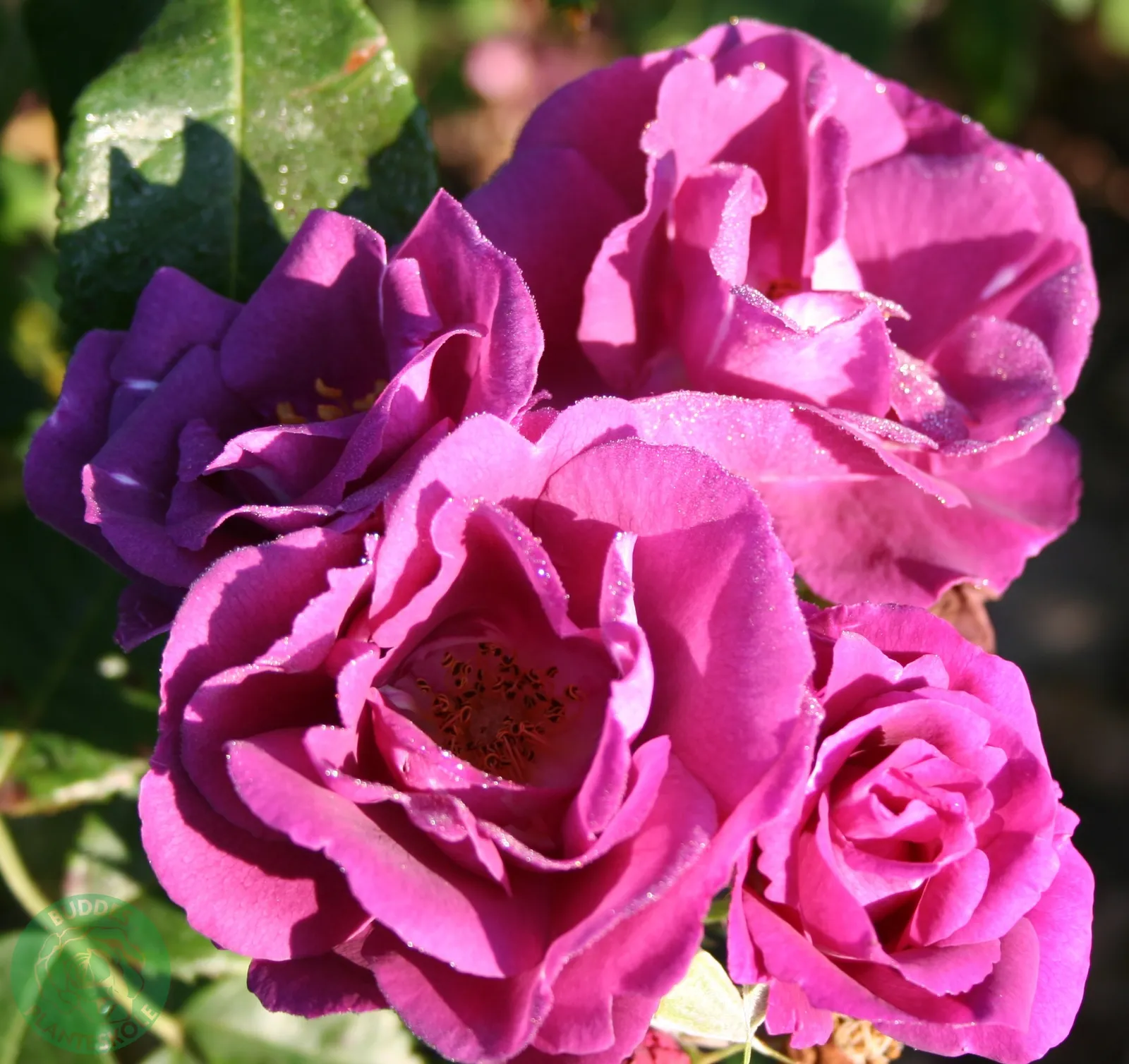 Modern buskros RHAPSODY IN BLUE ('Frantasia'PBR) - bild 2