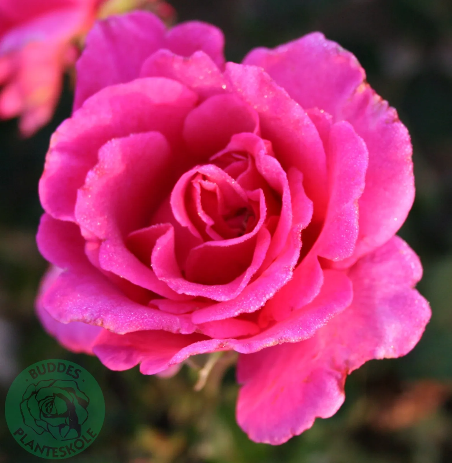 Modern buskros PRINCESS ALEXANDRA RENAISSANCE® ('Pouldra') - bild 1
