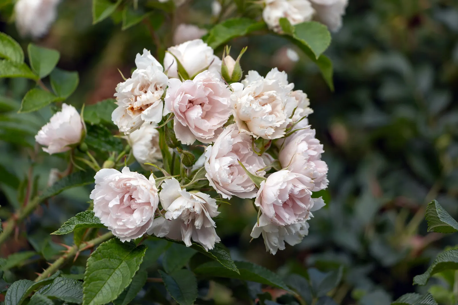 Rugosa-ros 'White Grootendorst' - bild 3