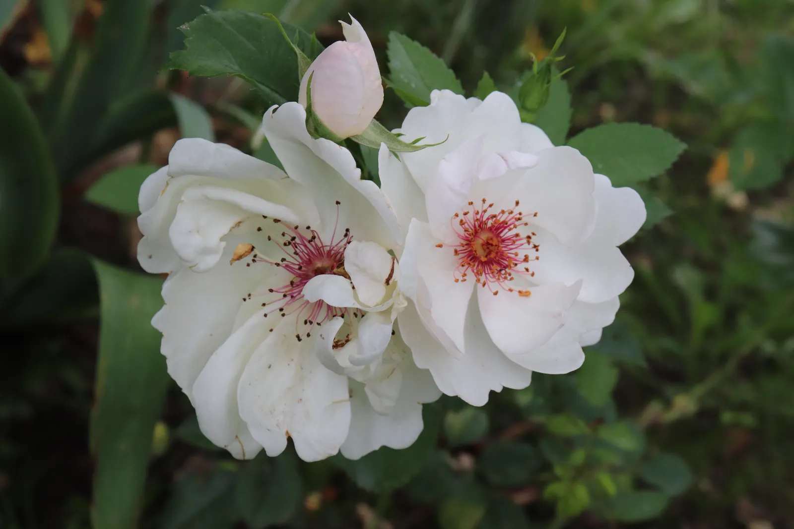 Modern buskros JACQUELINE DU PRÉ ('Harwanna') - bild 4