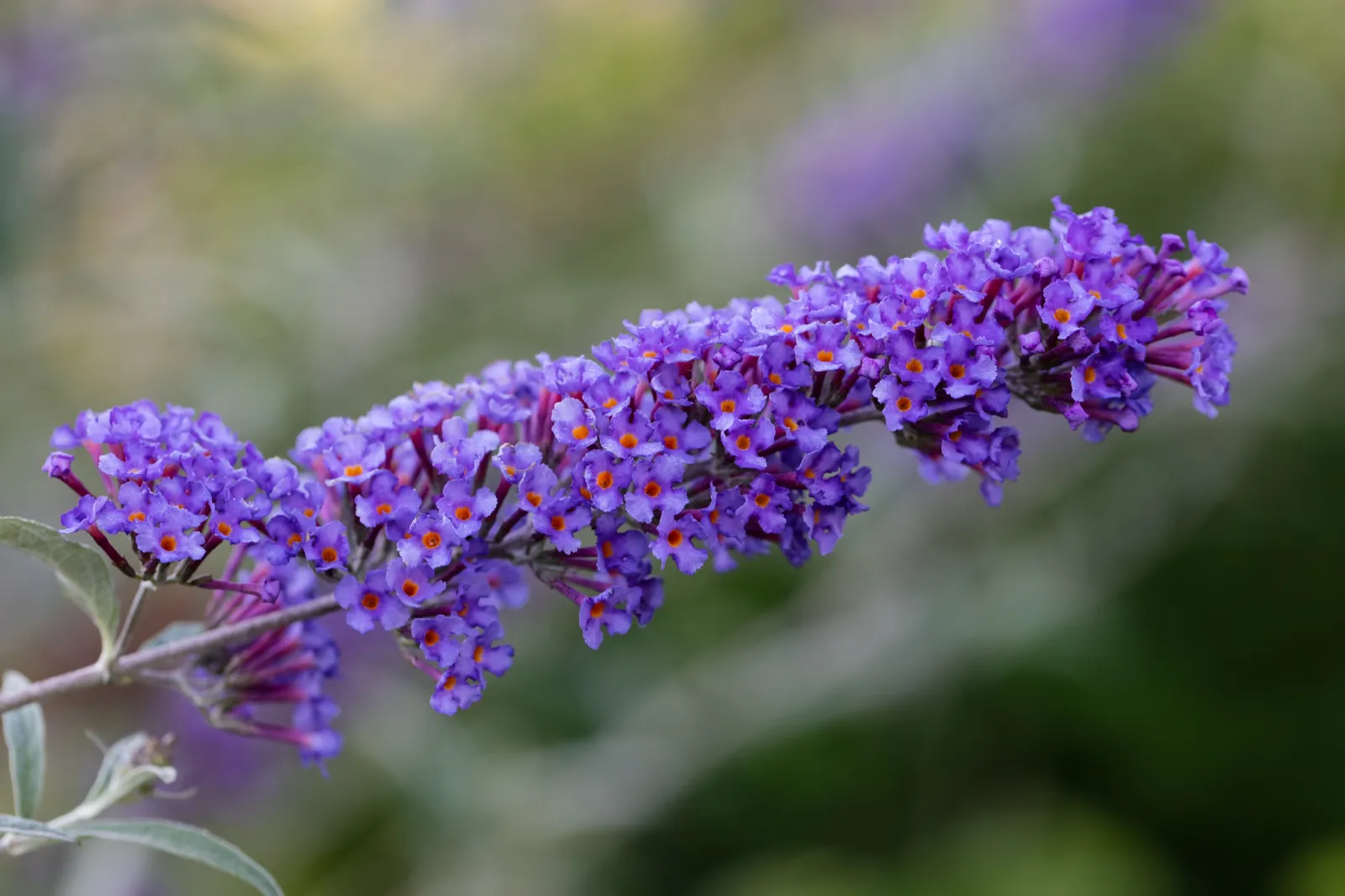 Syrenbuddleja NANHO BLUE ('Nanho Petite Indigo') - bild 3