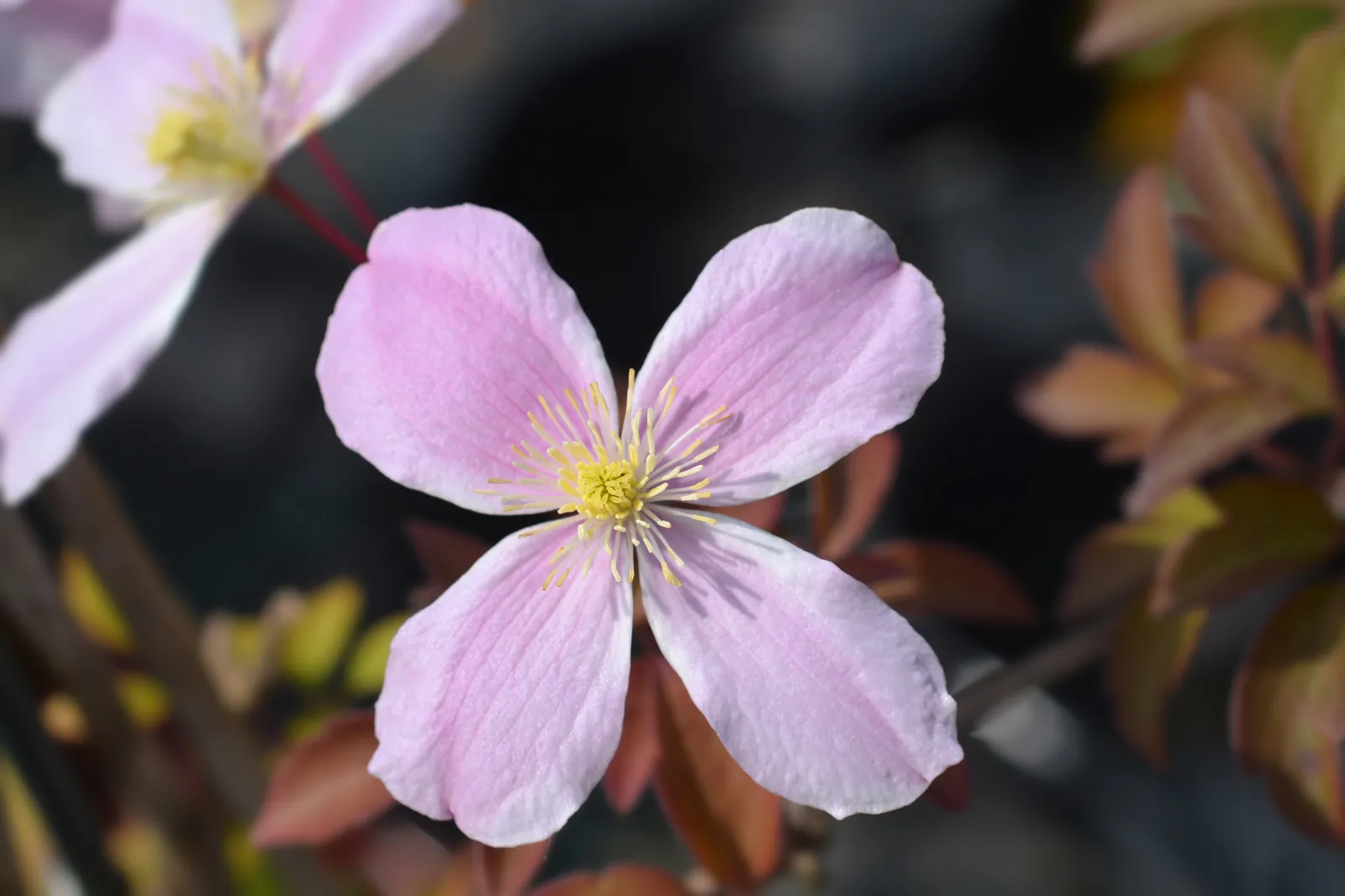 Montana-klematis 'Fragrant Spring' - bild 1