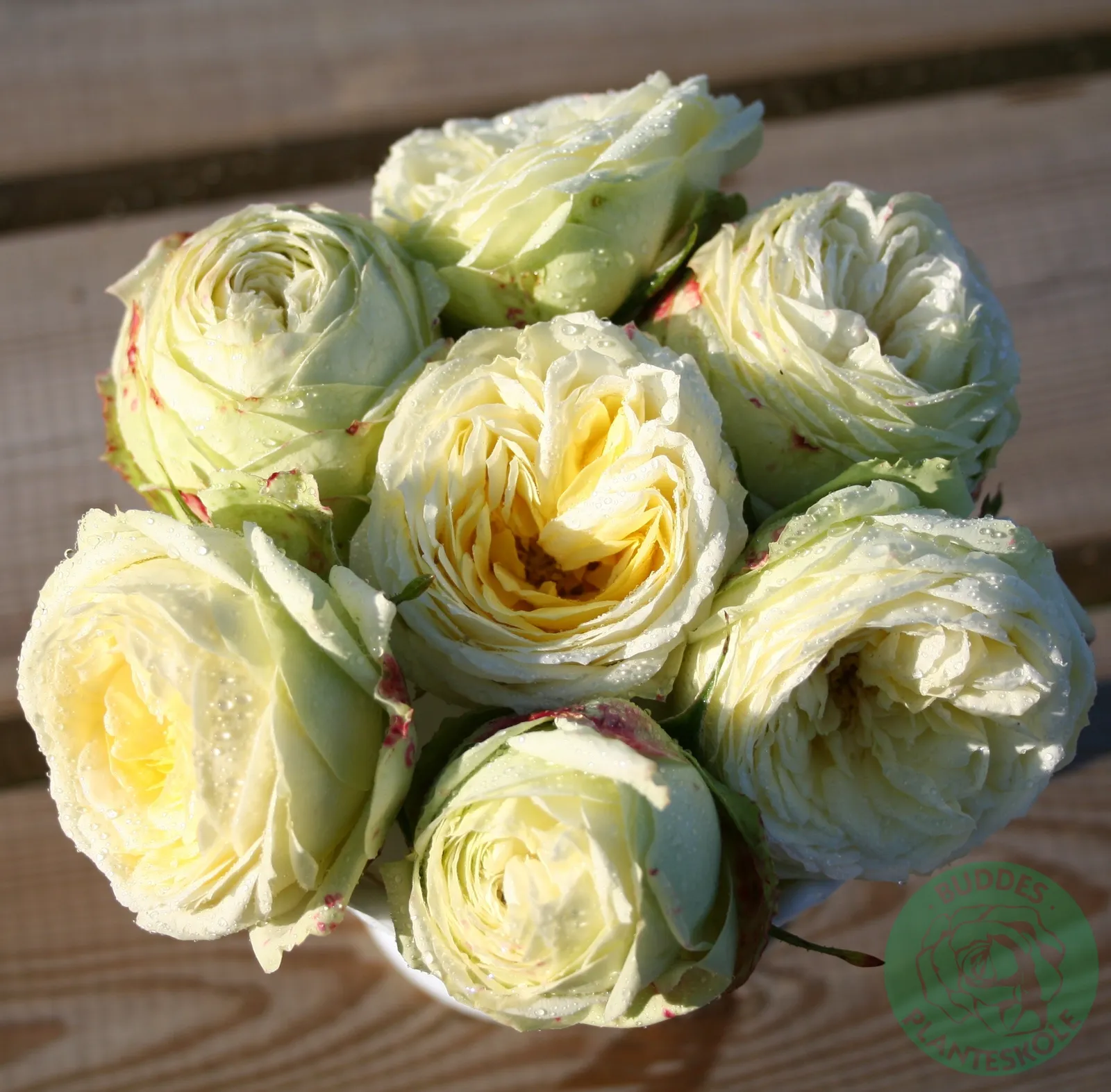 Tehybridros WEDDING PIANO ('Tan09469'PBR) - bild 2