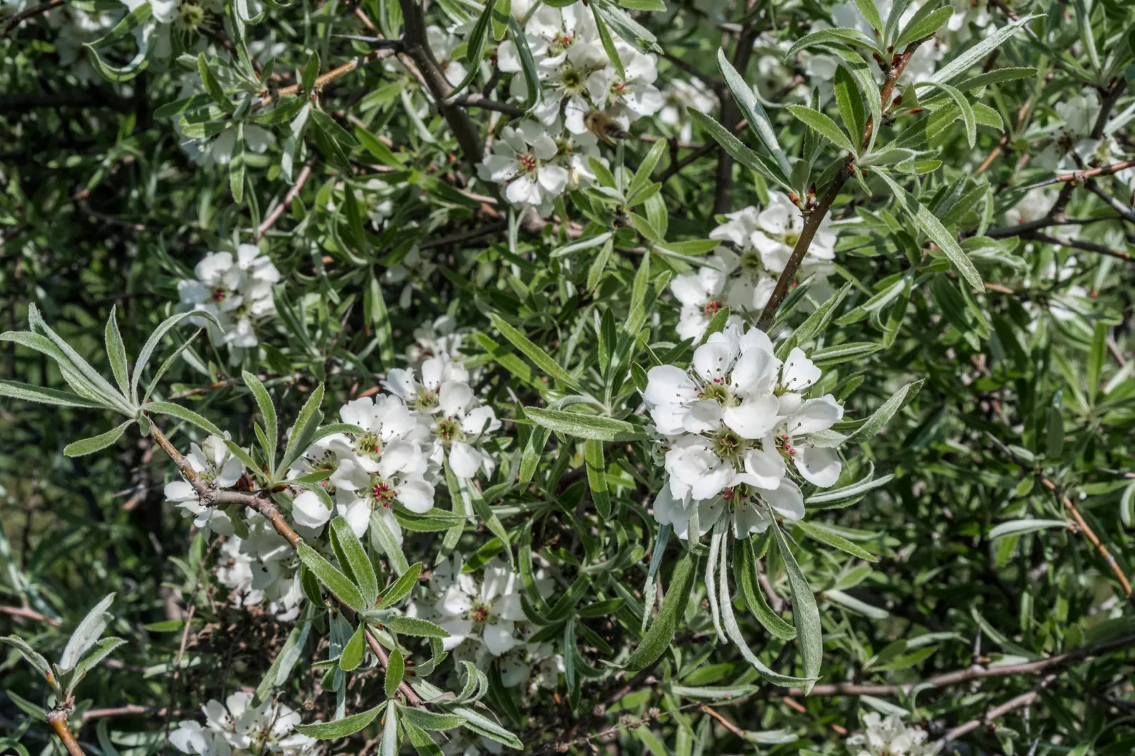 Silverpäron 'Pendula', Sh 60 - bild 3