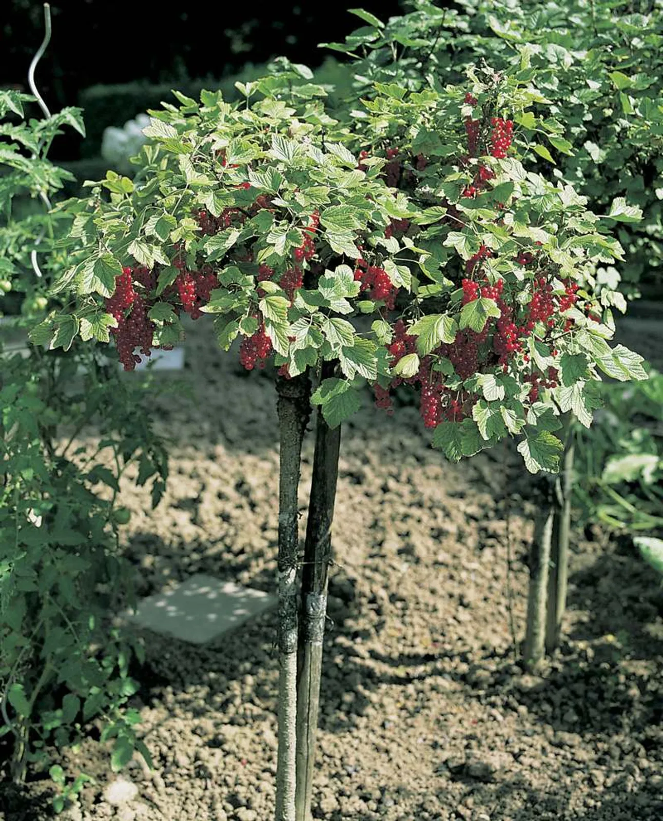 Röda Vinbär 'Rolan', Stam, 1-pack — detalj 2