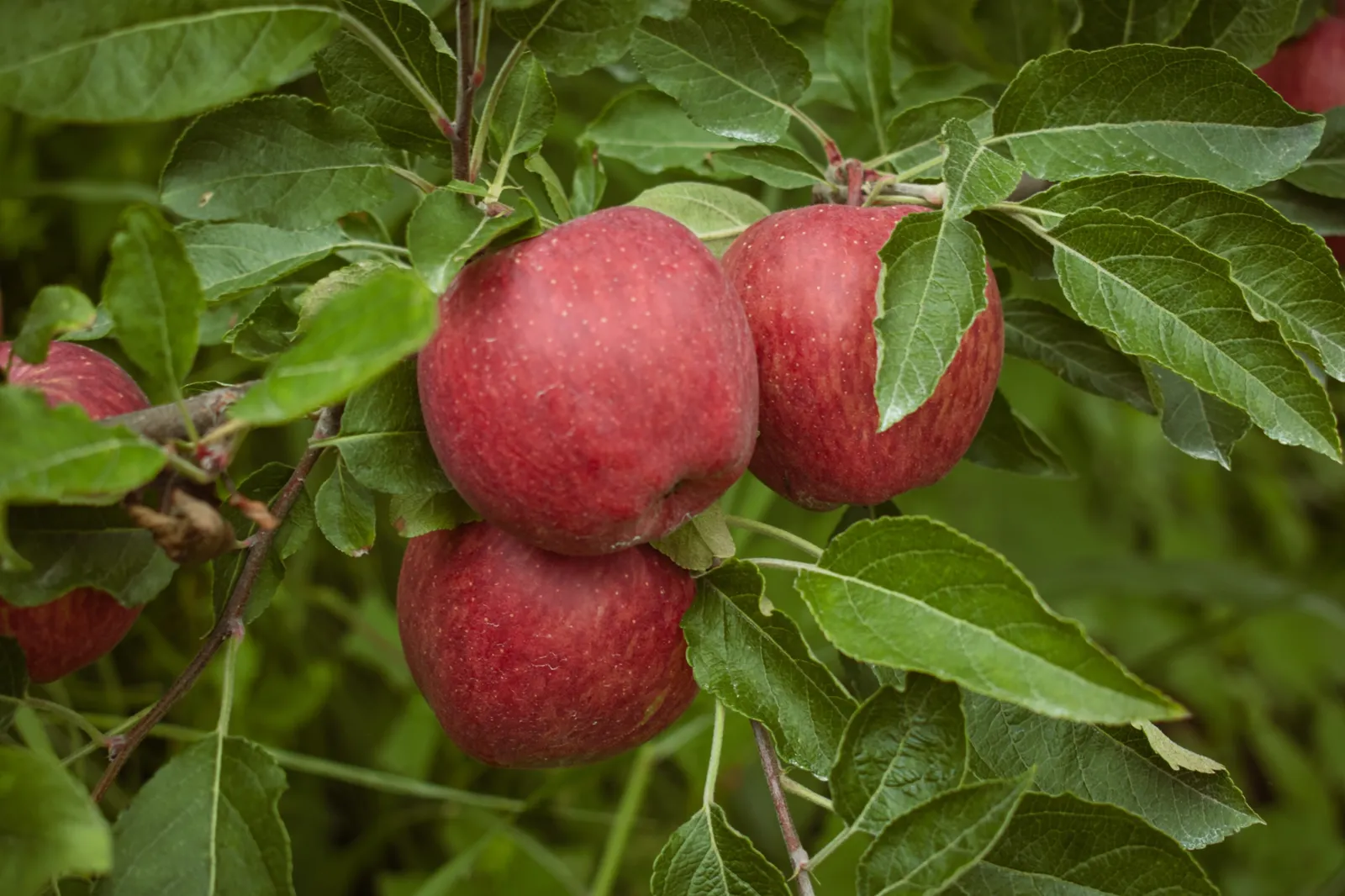 Äpple 'Amorosa'PBR E - bild 1