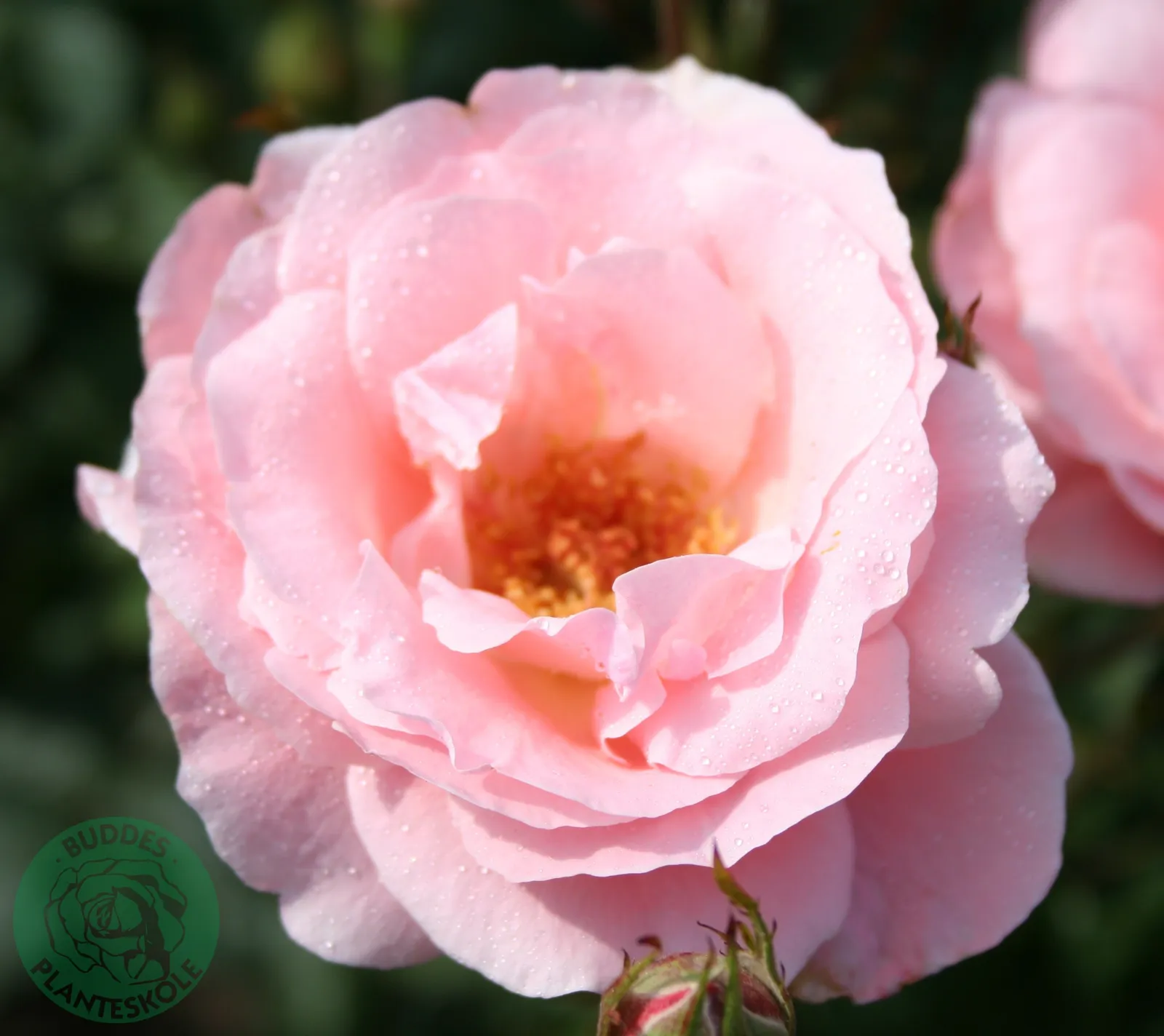 Grandiflora-ros 'Queen Elisabeth' - bild 1