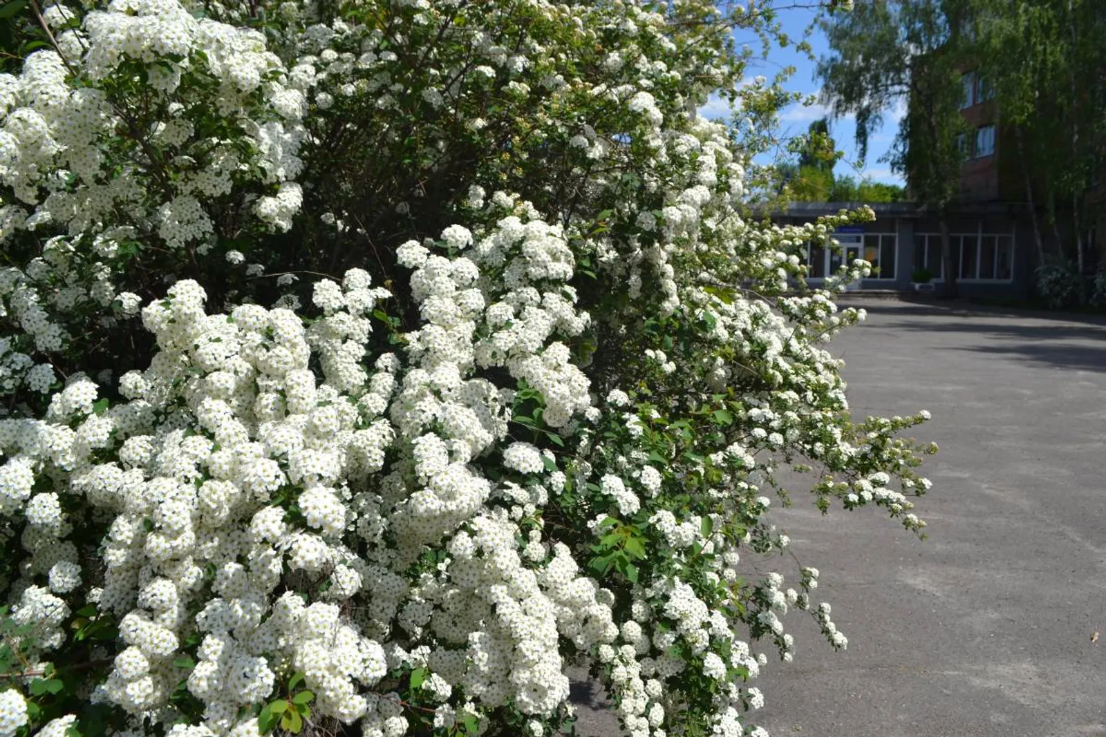 Bukettspirea, 80-100 cm, Goliat — detalj 3