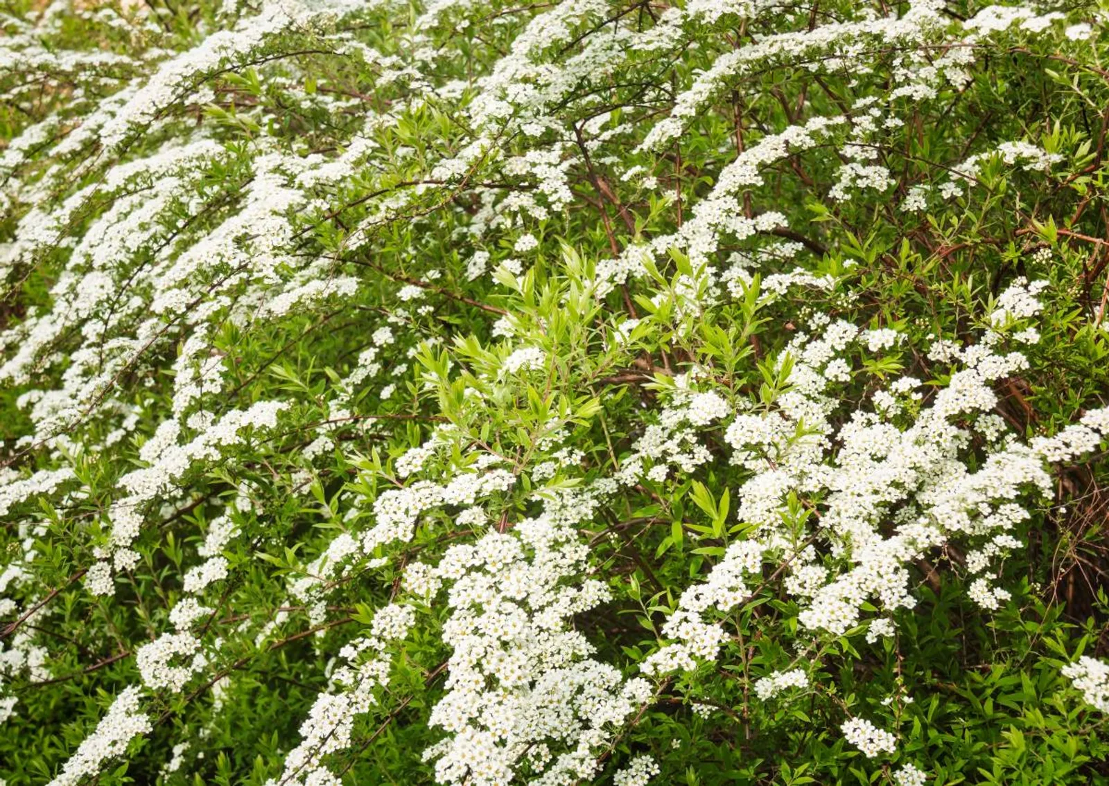 Norskspirea 'Grefsheim' E, 20-40 cm — detalj 3