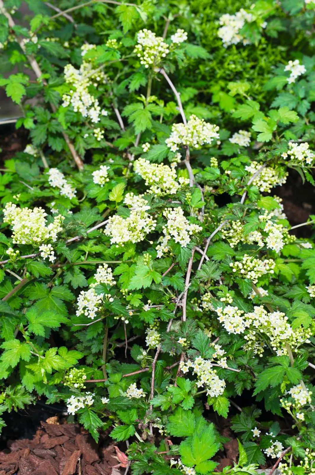 Liten stefanandra 'Crispa' med krusiga flikiga blad och elegant växtsätt, en fin marktäckare.