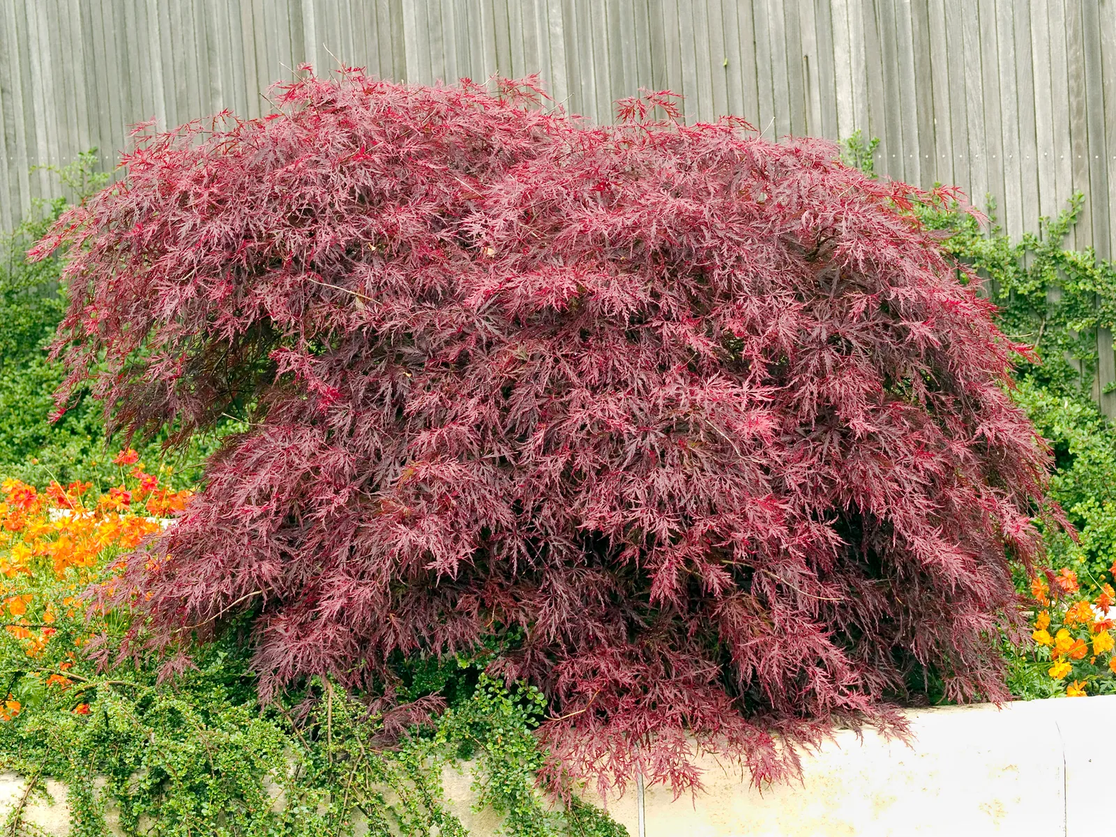Flikbladig japansk lönn 'Garnet' - bild 1