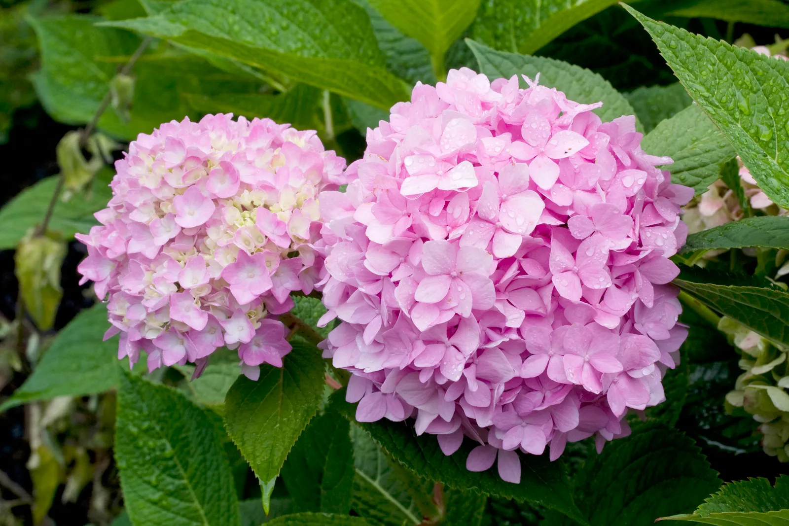 Hortensia THE ORIGINAL ('Bailmer') - bild 1