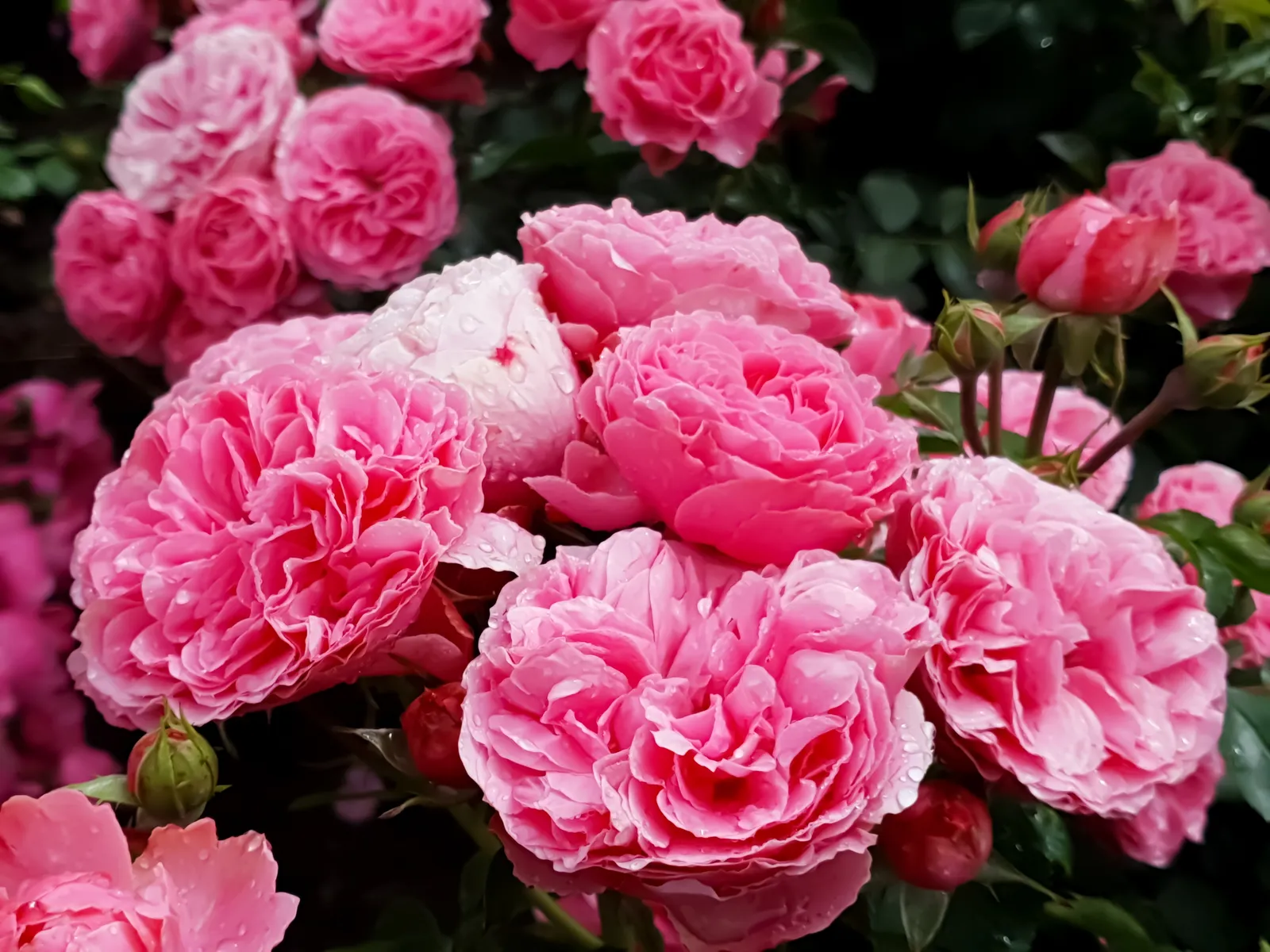 Floribundaros LEONARDO DA VINCI ('Meideauri') - bild 3