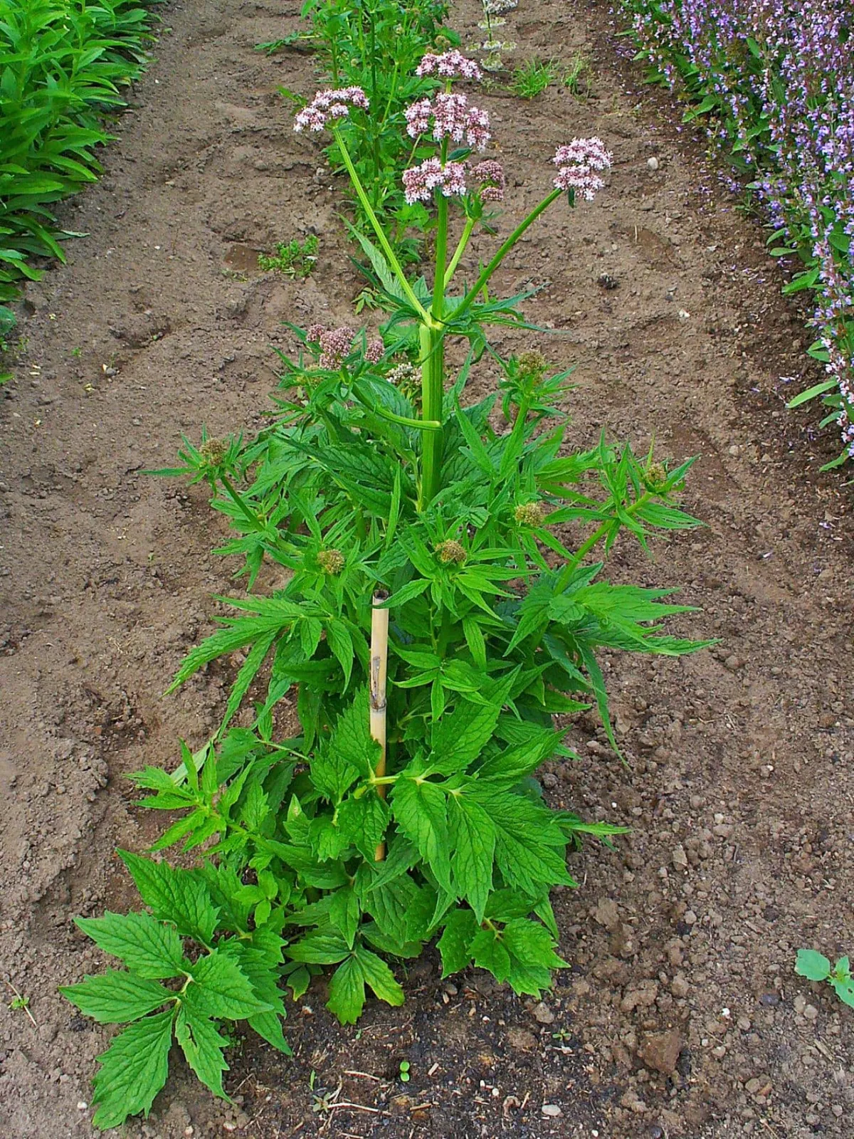 Valeriana vänderot med gröna blad och rosa blommor, växer i en jordig trädgård med andra växter i bakgrunden
